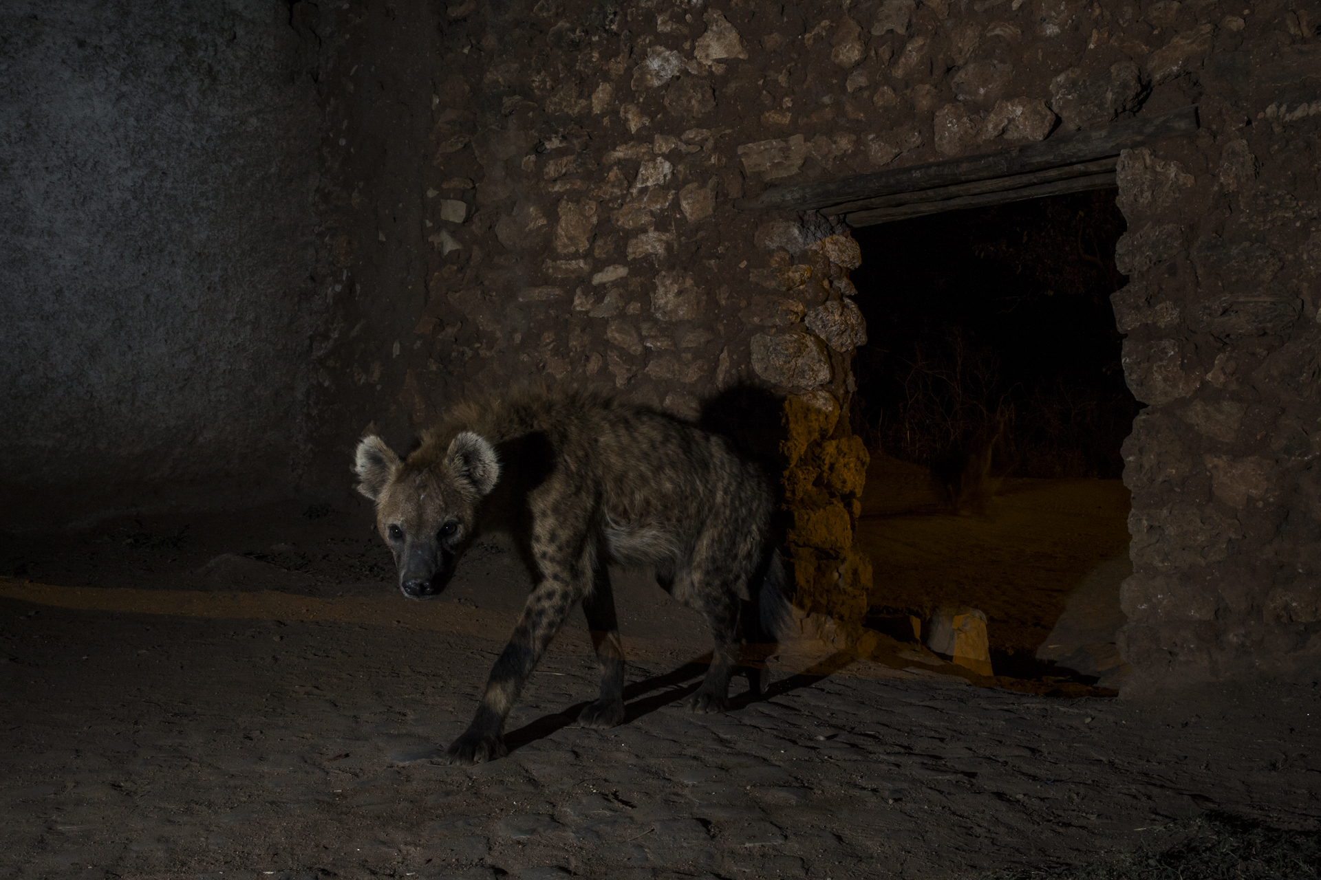  As a walled city, special hyena gates were constructed hundreds of years ago to allow access for the hyenas once the main gates were closed at dusk.&nbsp; 