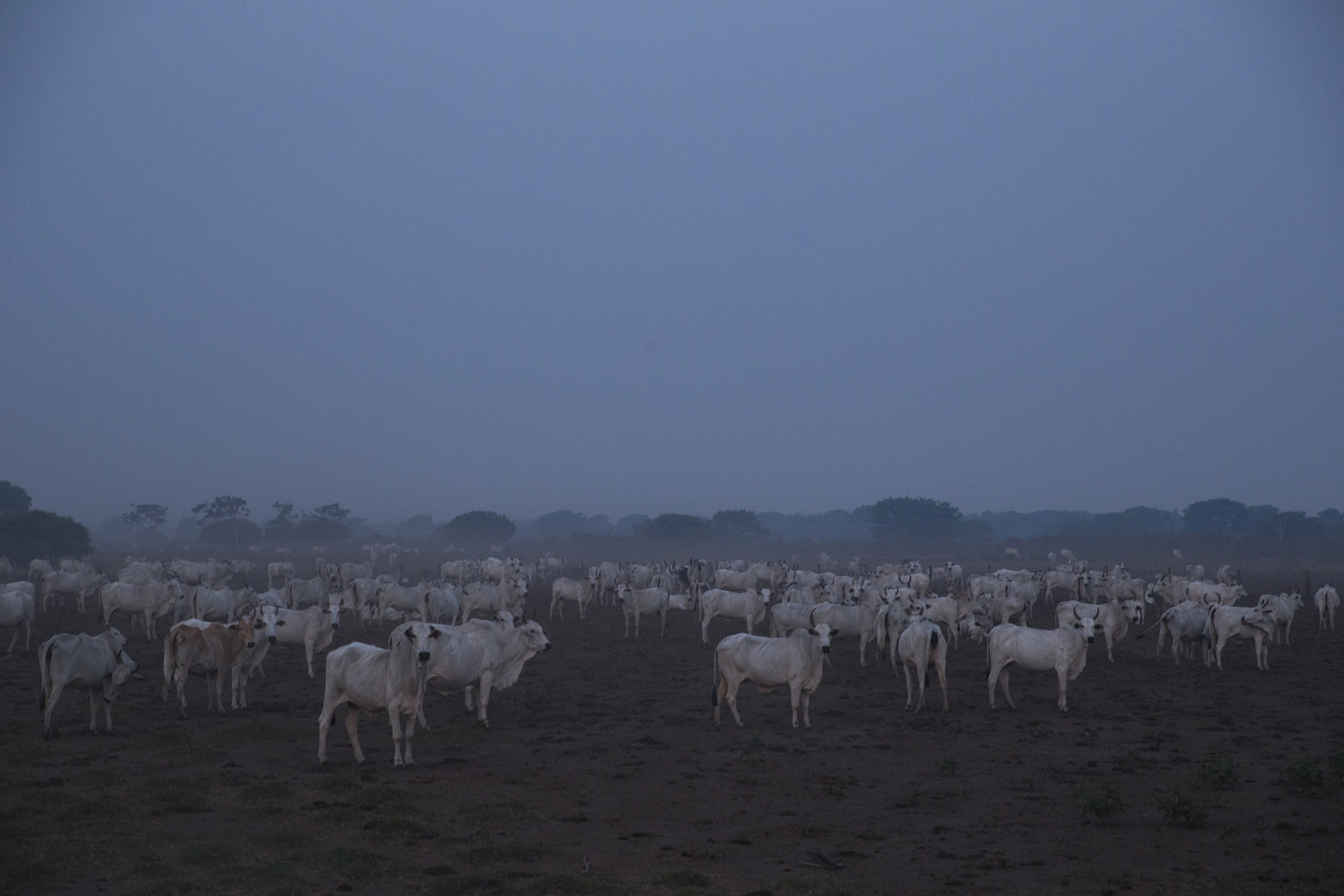  Hundreds of cattle wait at dusk, shrouded by smoke from nearby fires.&nbsp; 