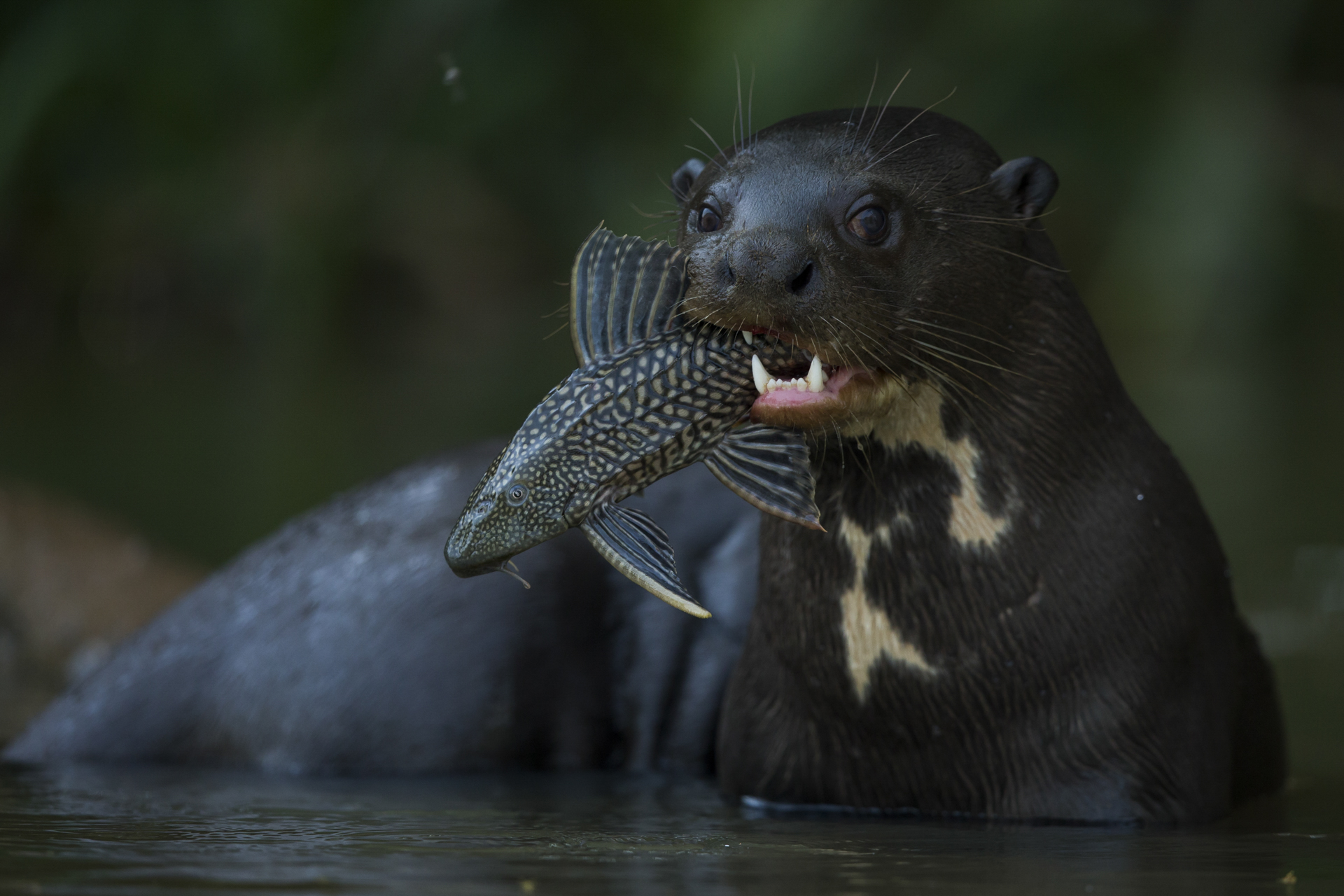  A giant river otter with a plecostomus. 