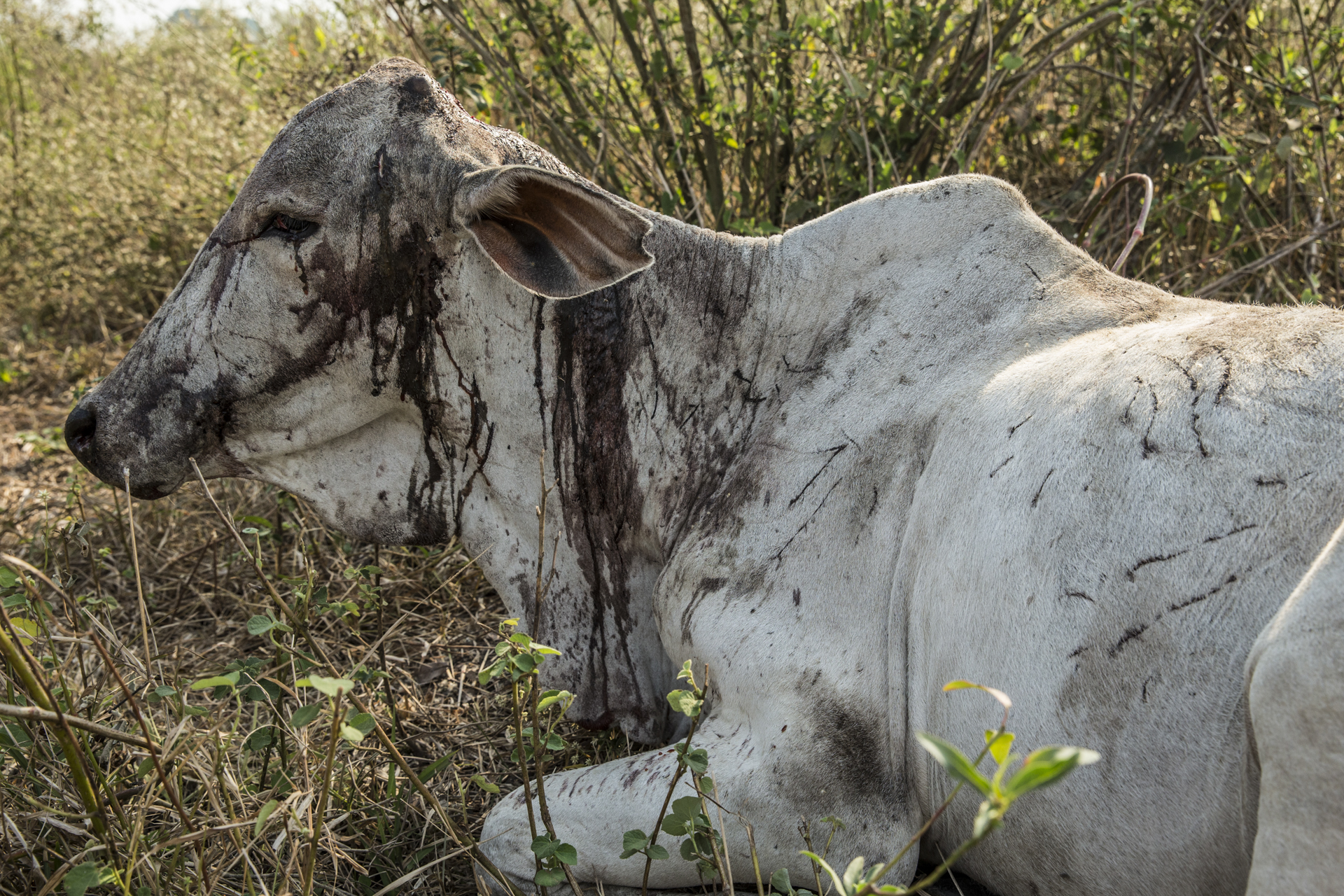 A cow, miraculously still alive after a jaguar attack.&nbsp; 