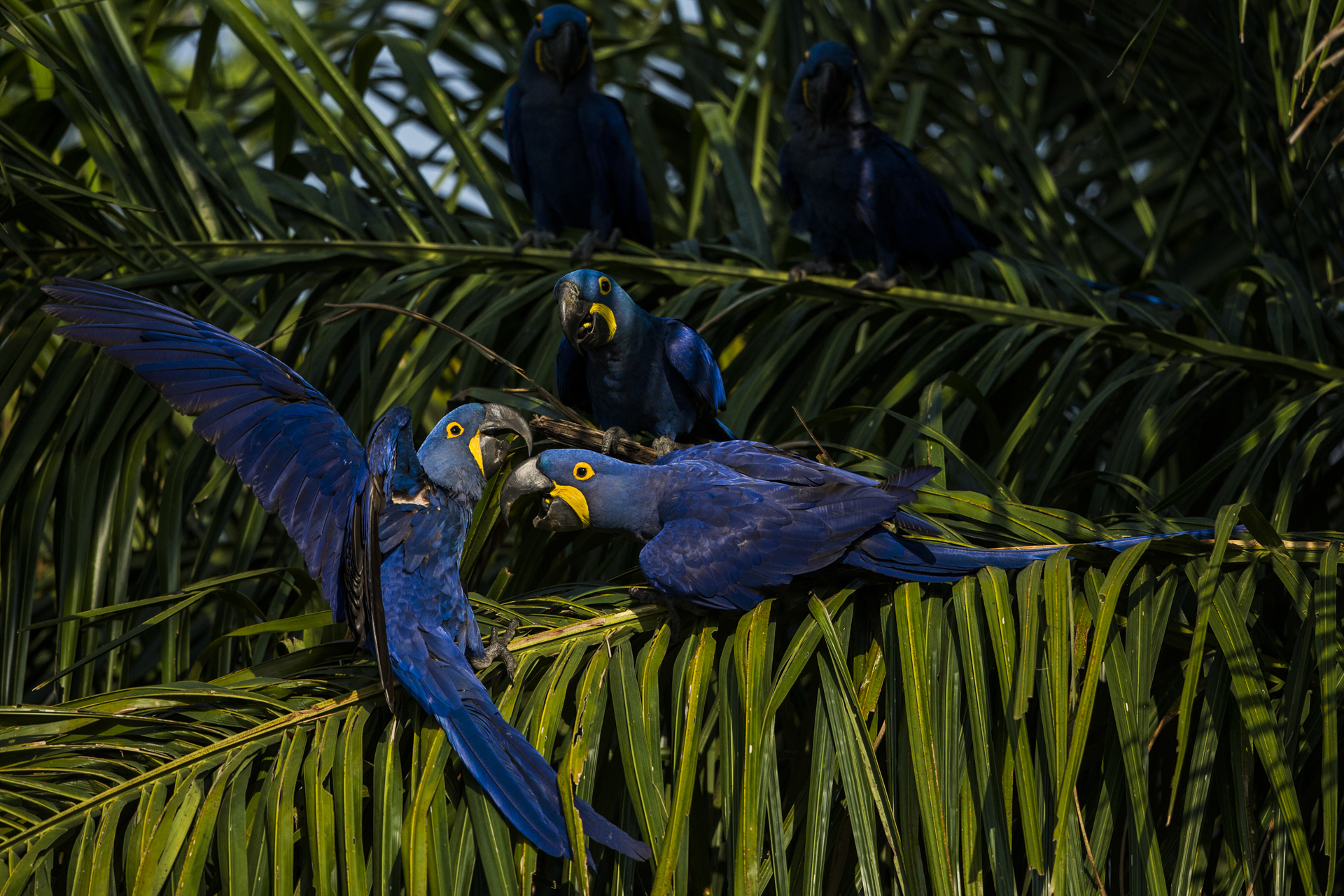 Hyacinth macaws squabble over palm nuts.&nbsp; 