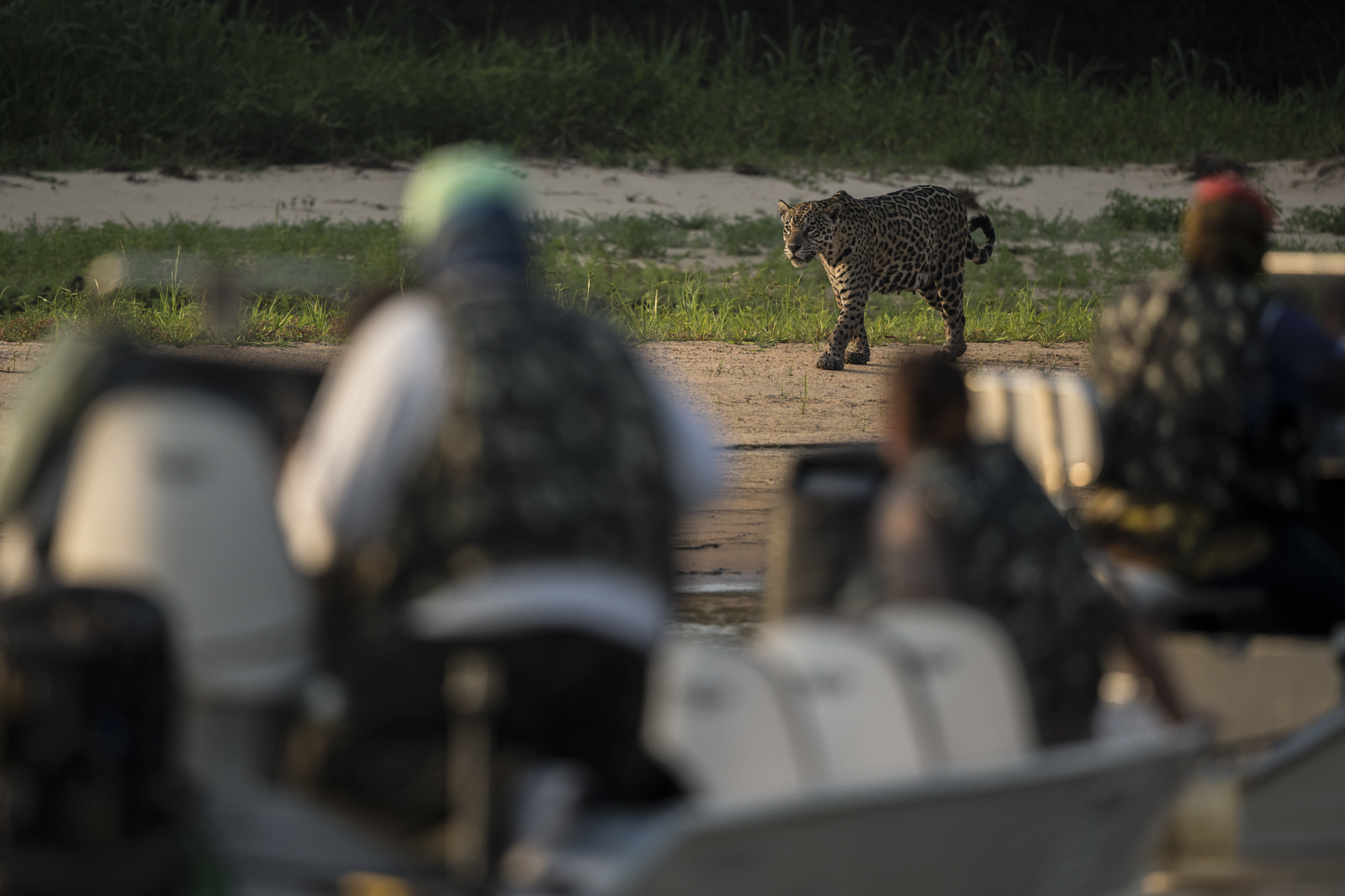  Jaguar tourism is a huge draw generating millions of dollars per year.&nbsp; 