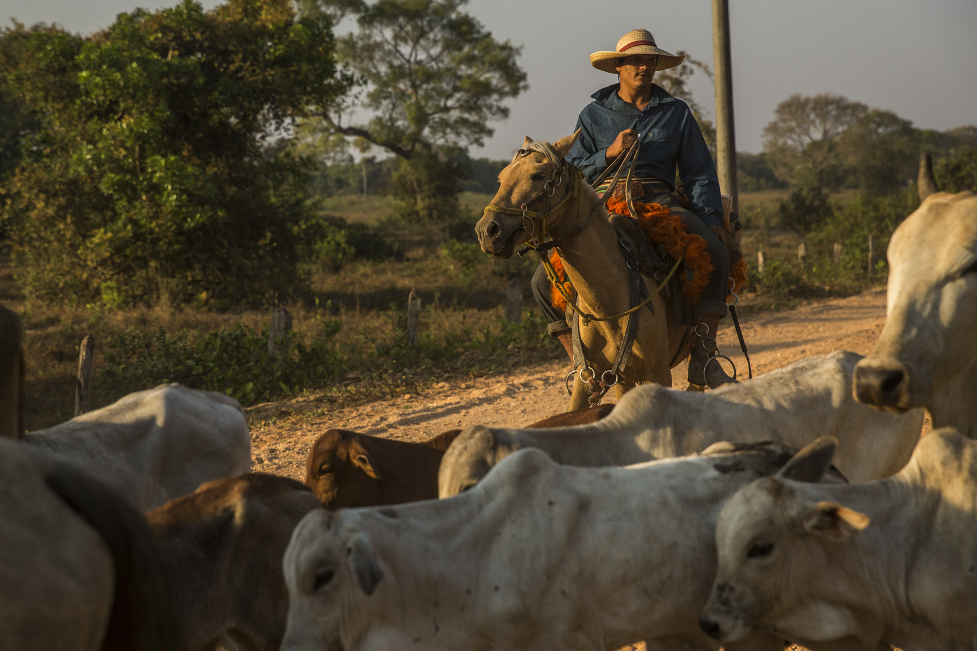  A vaquero (cowboy) herds cattle along the Transpantaneira road, the road that bisects the Pantanal.&nbsp; 
