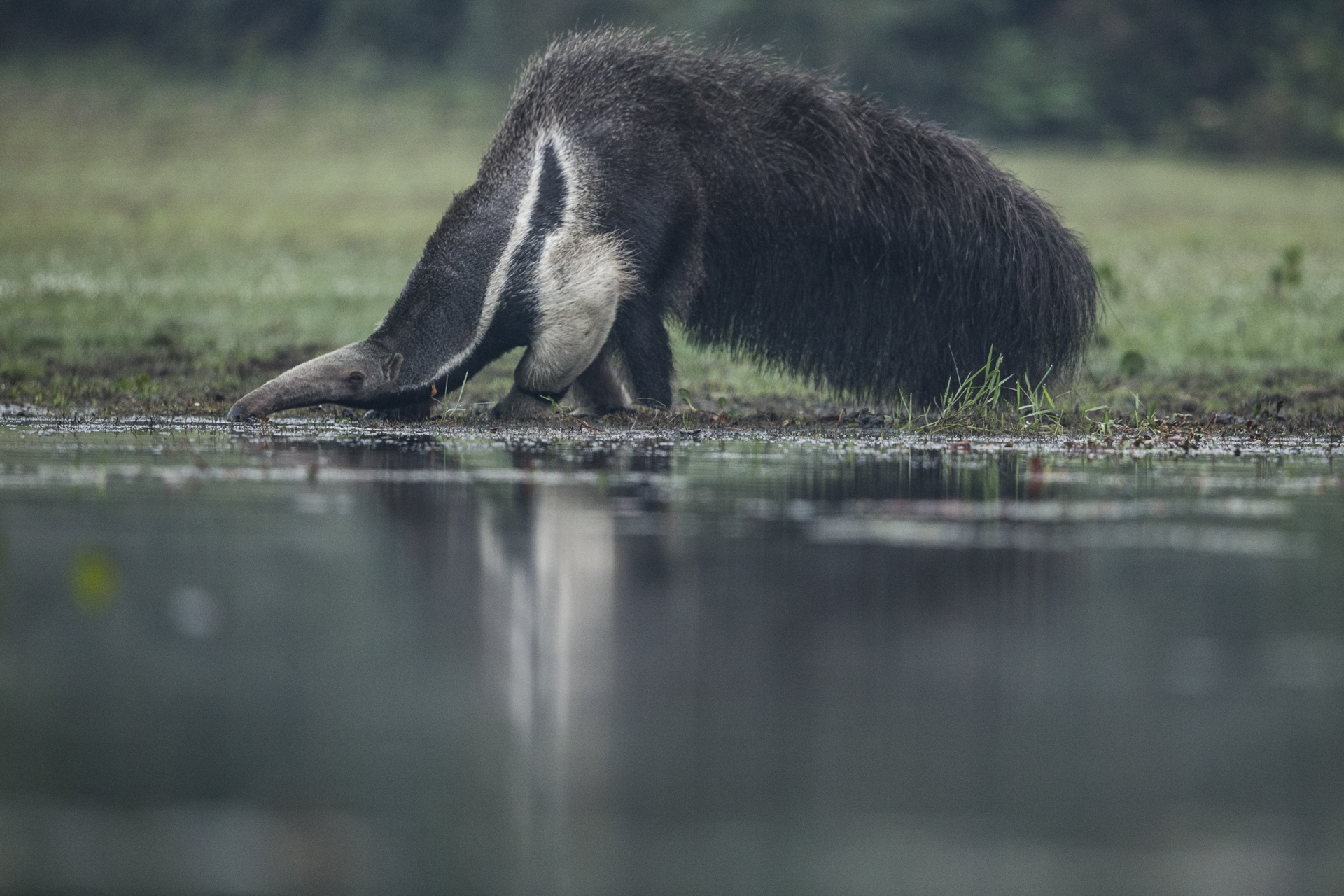  A giant anteater takes a drink.&nbsp; 