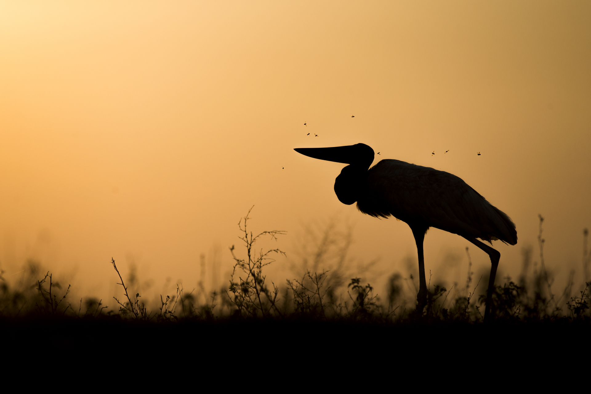  A jabiru stork stalks the riverbank at dusk.&nbsp; 