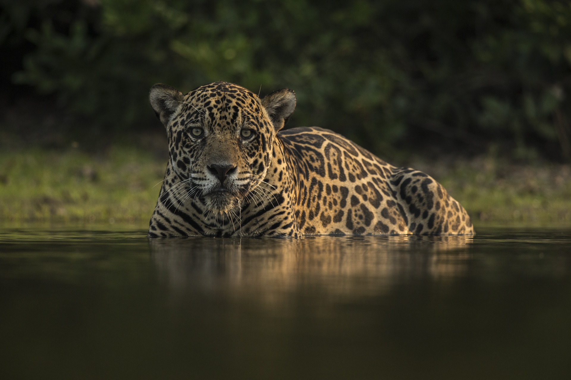  A male jaguar takes a dip in a waterhole to cool off. 