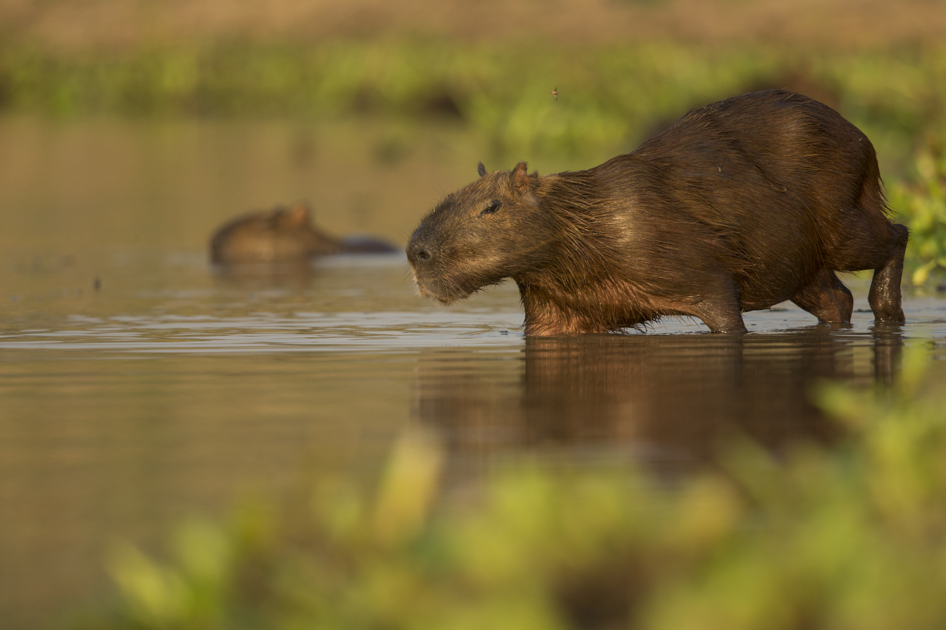  A capybara enters the waters of the Rio Piquiri. 