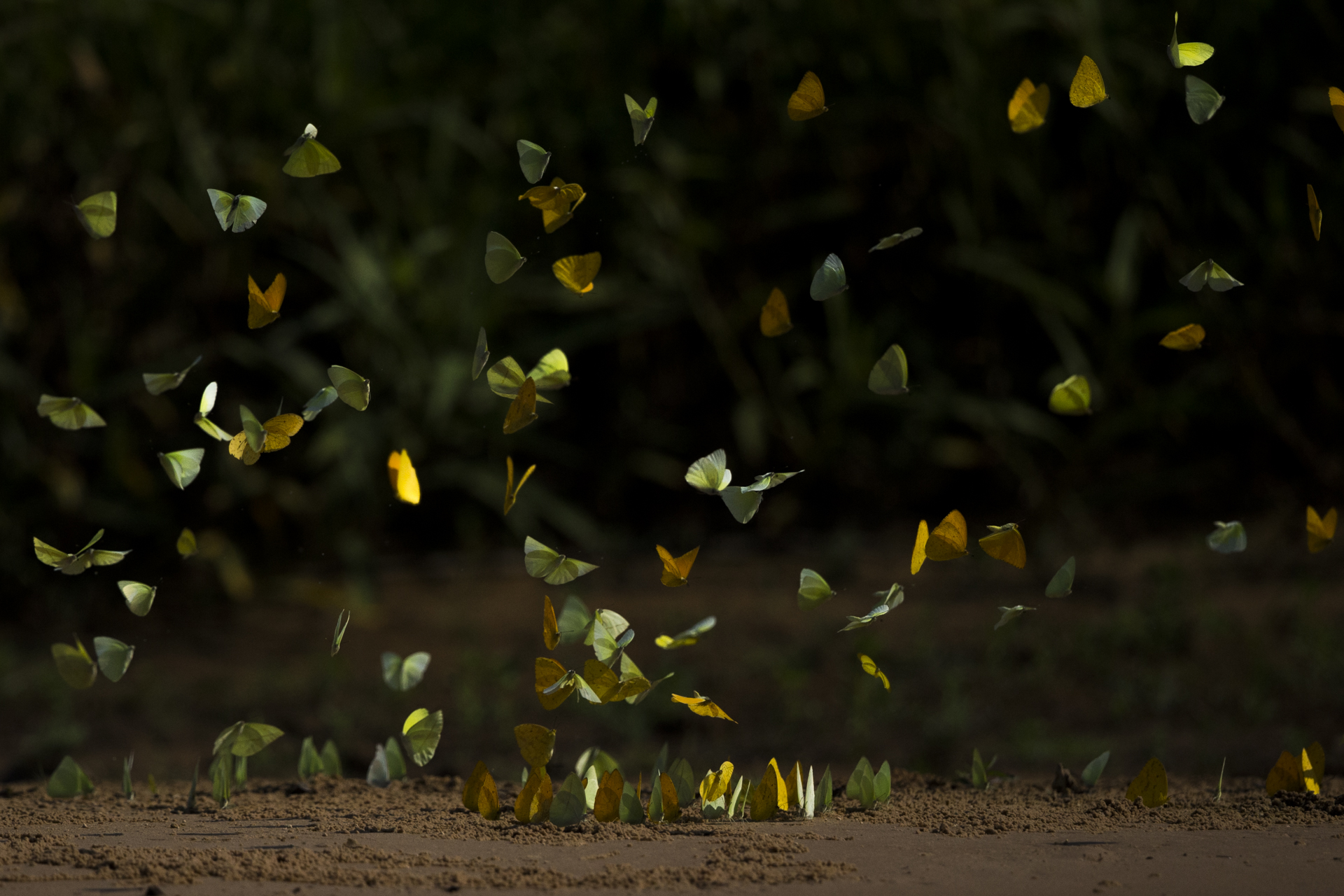  Butterflies 'puddle' in the Pantanal. 