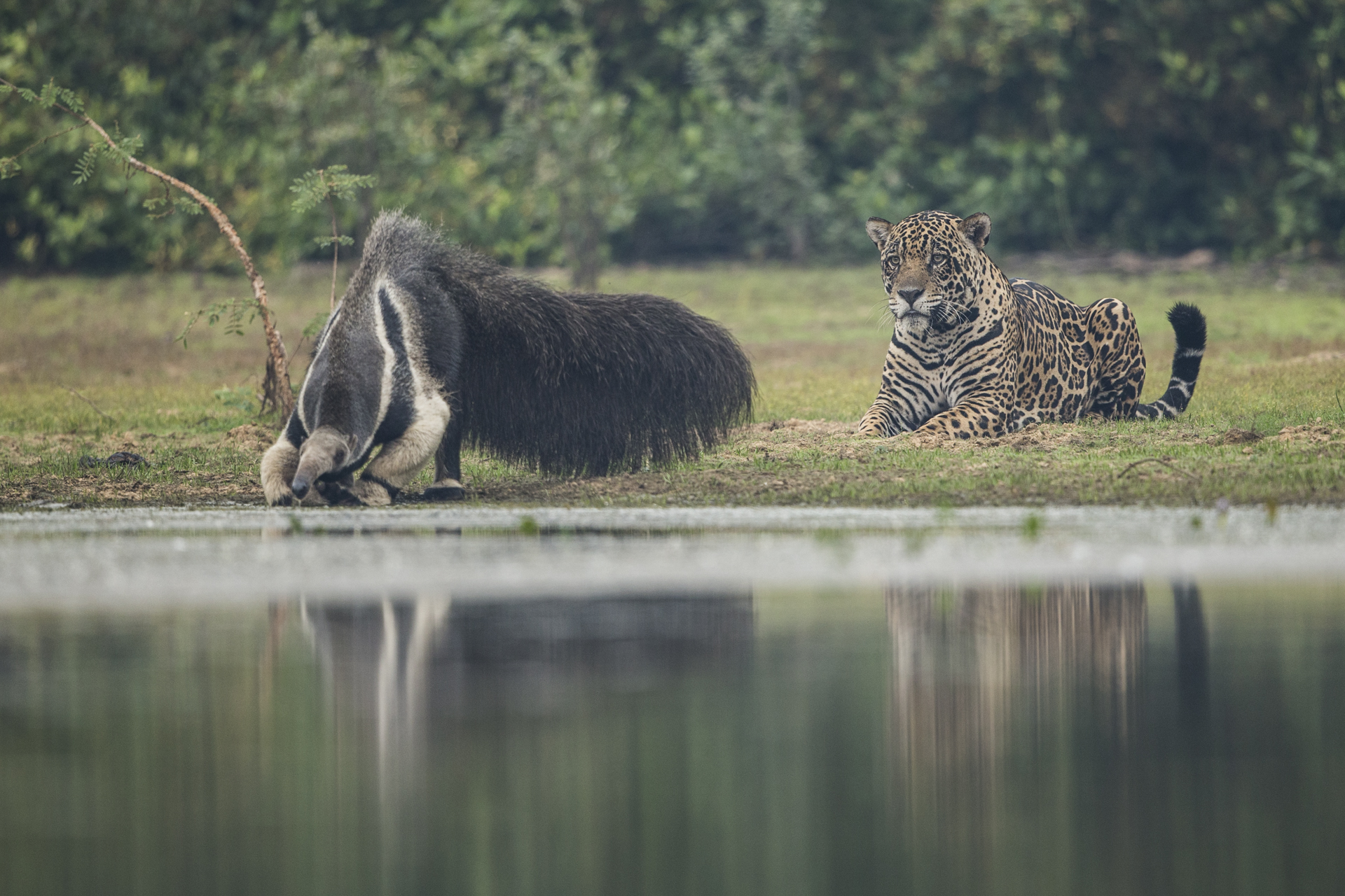  A crazy encounter. A male jaguar watches a giant anteater drink.&nbsp; 