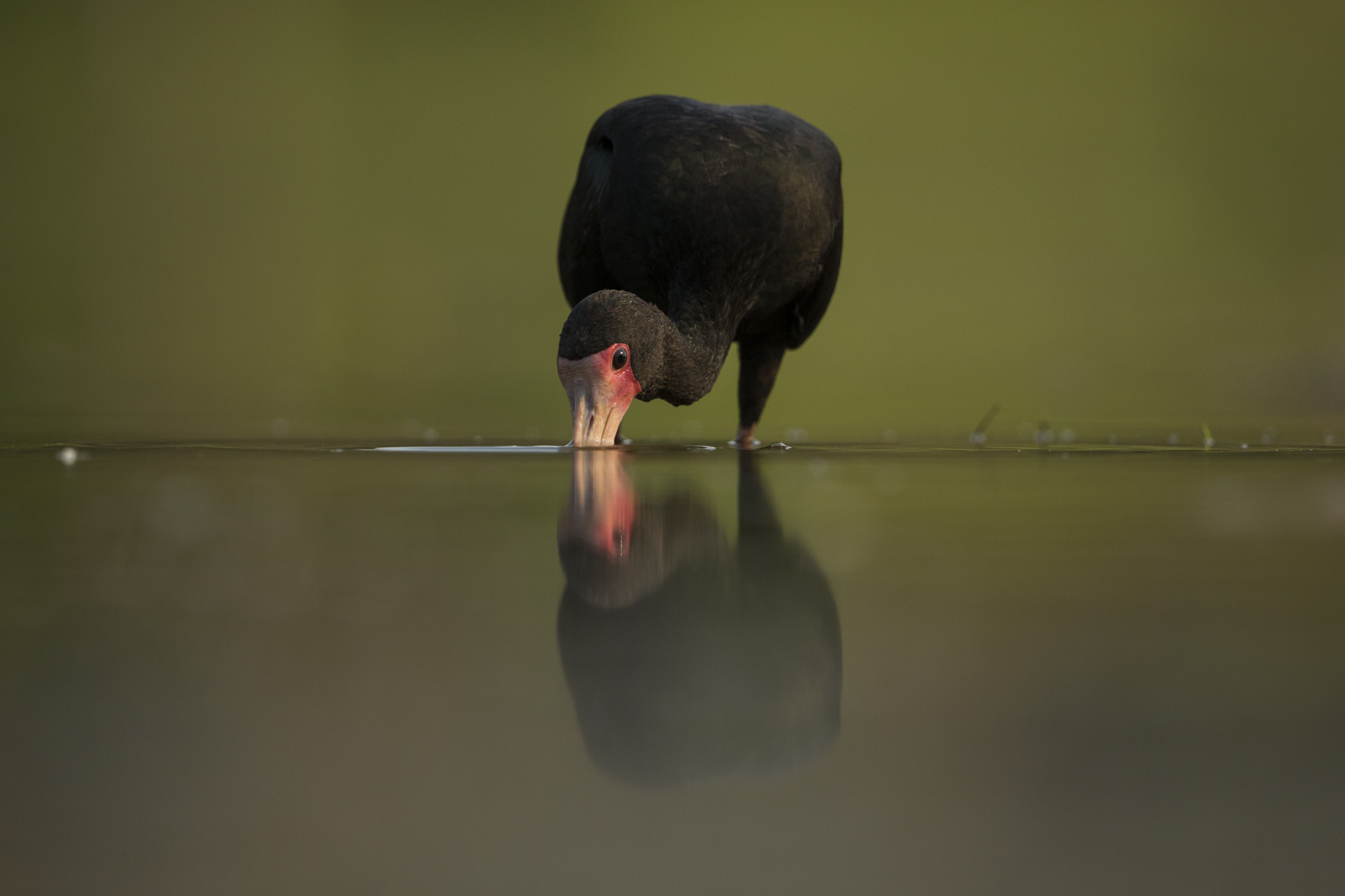 A bald faced ibis forages.    