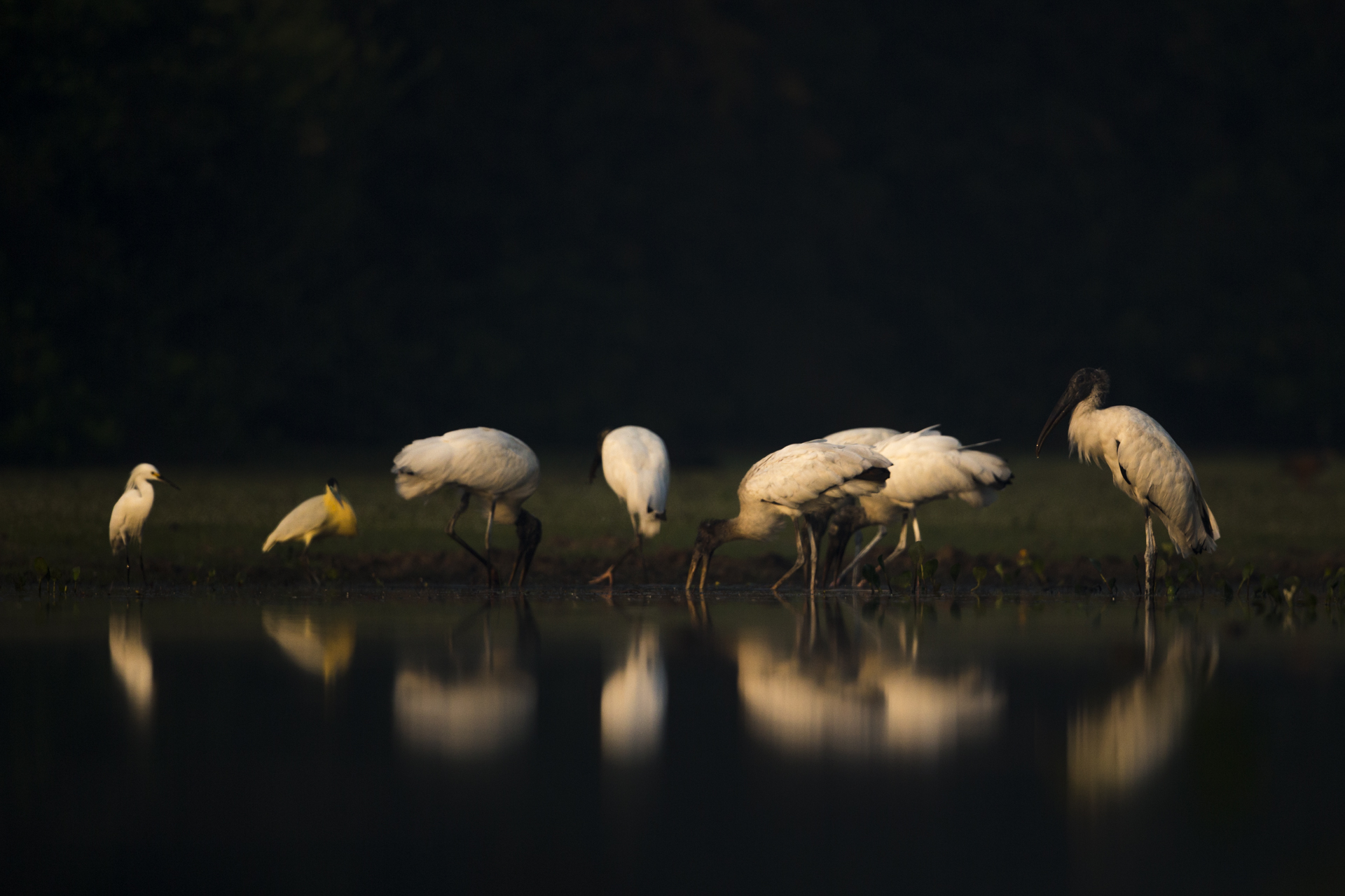  Storks fish together in the Pantanal. 