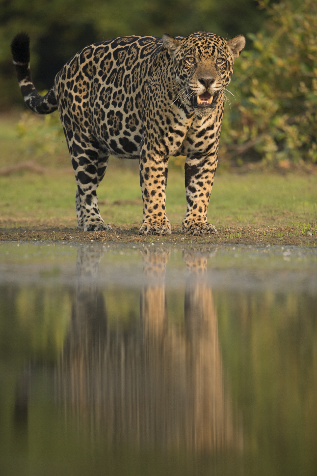  A jaguar in the Pantanal. 