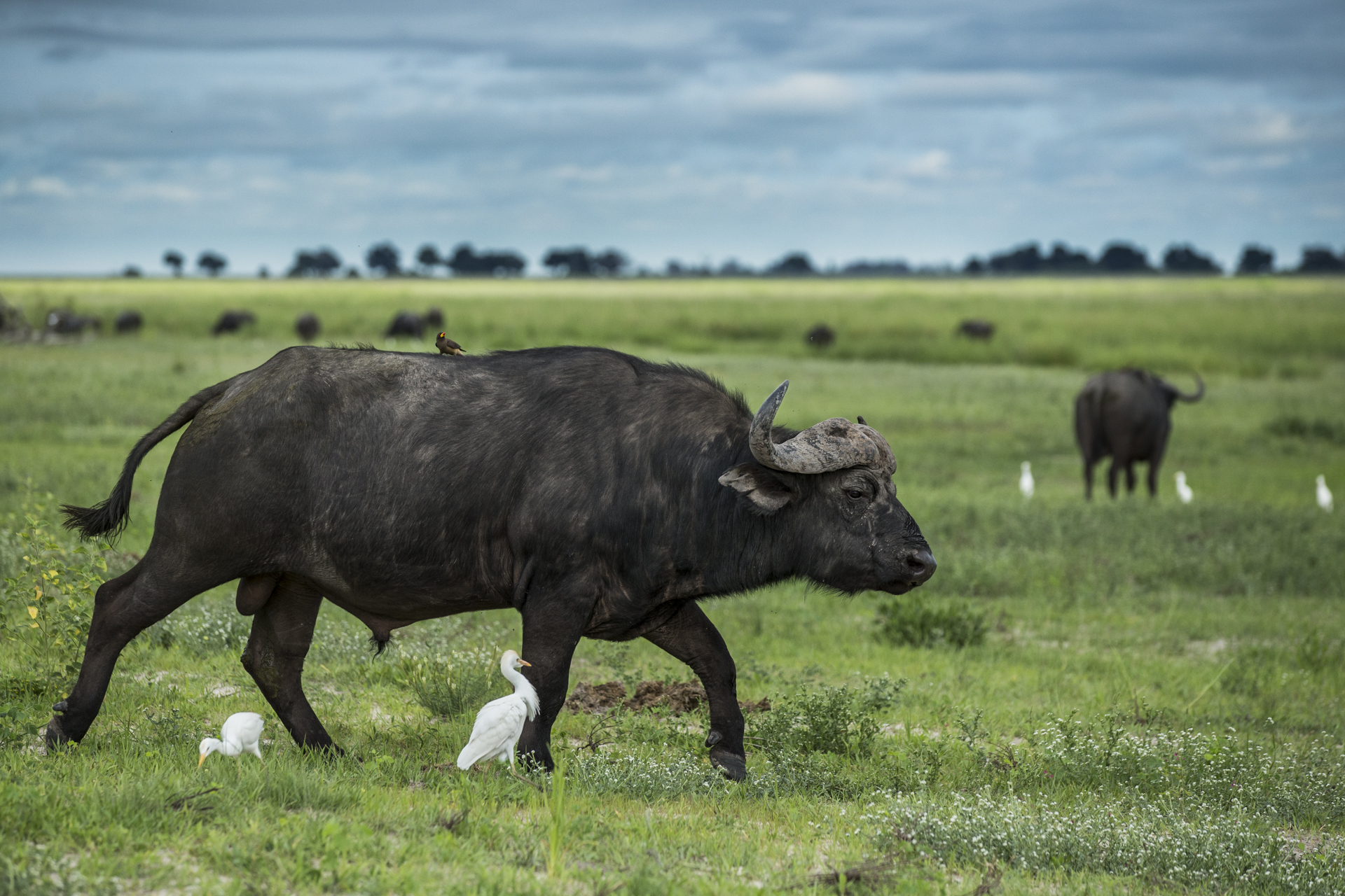  Cape buffalo walk across the banks of the Chobe river.&nbsp; 