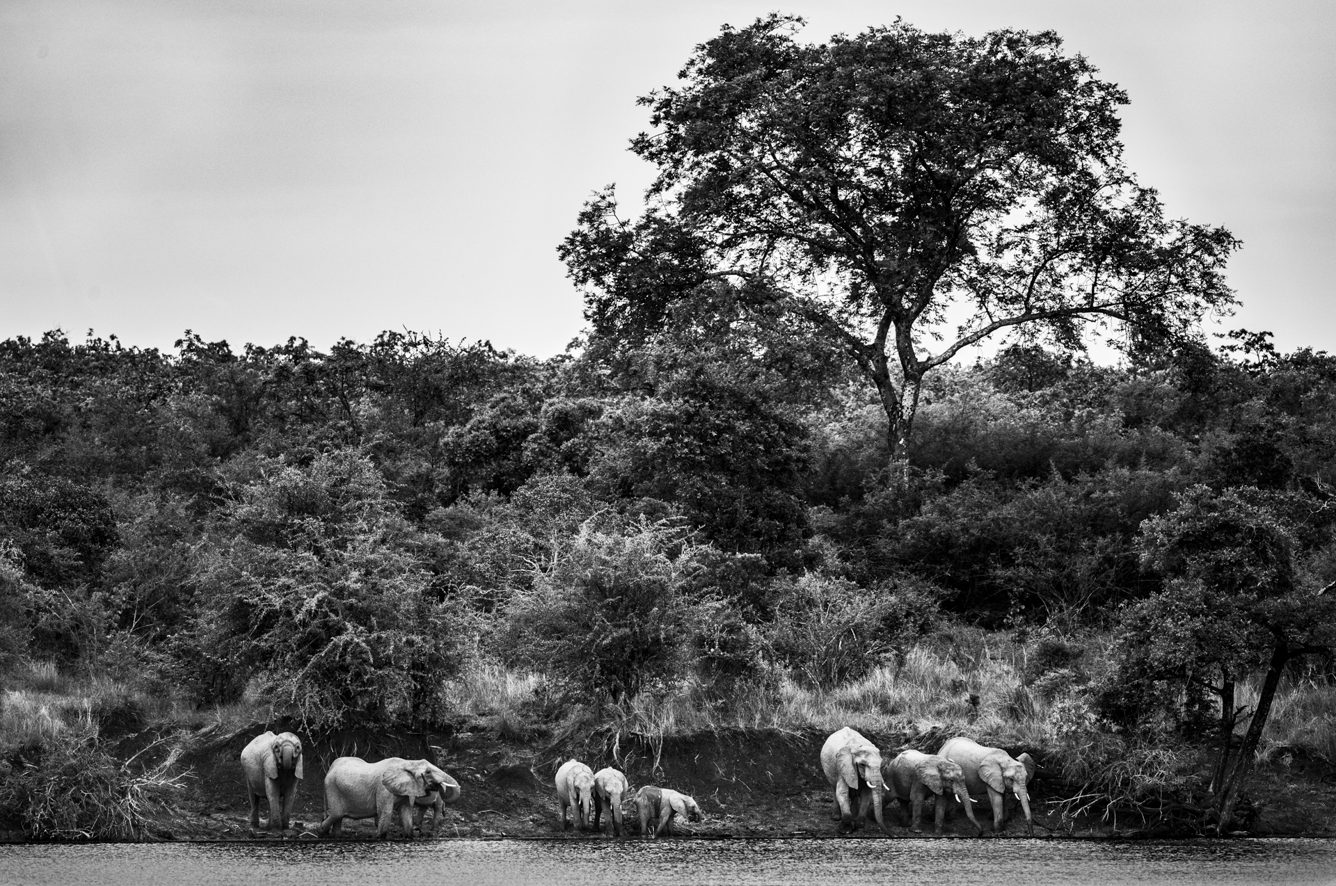  An elephant herd drink and bathe on the banks of the Kafue river.&nbsp; 