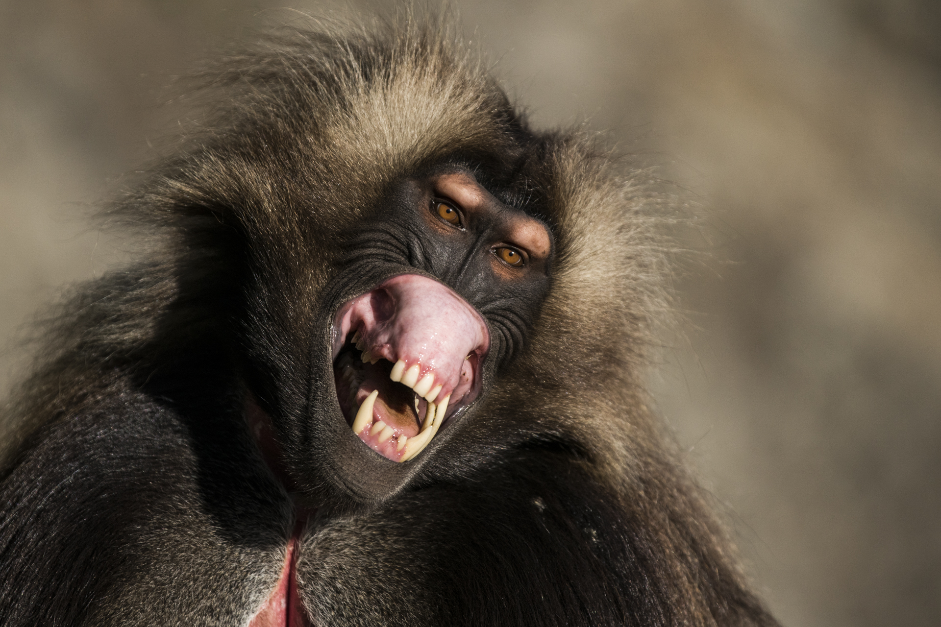  A male Gelada bears his teeth in Ethiopia.&nbsp; 