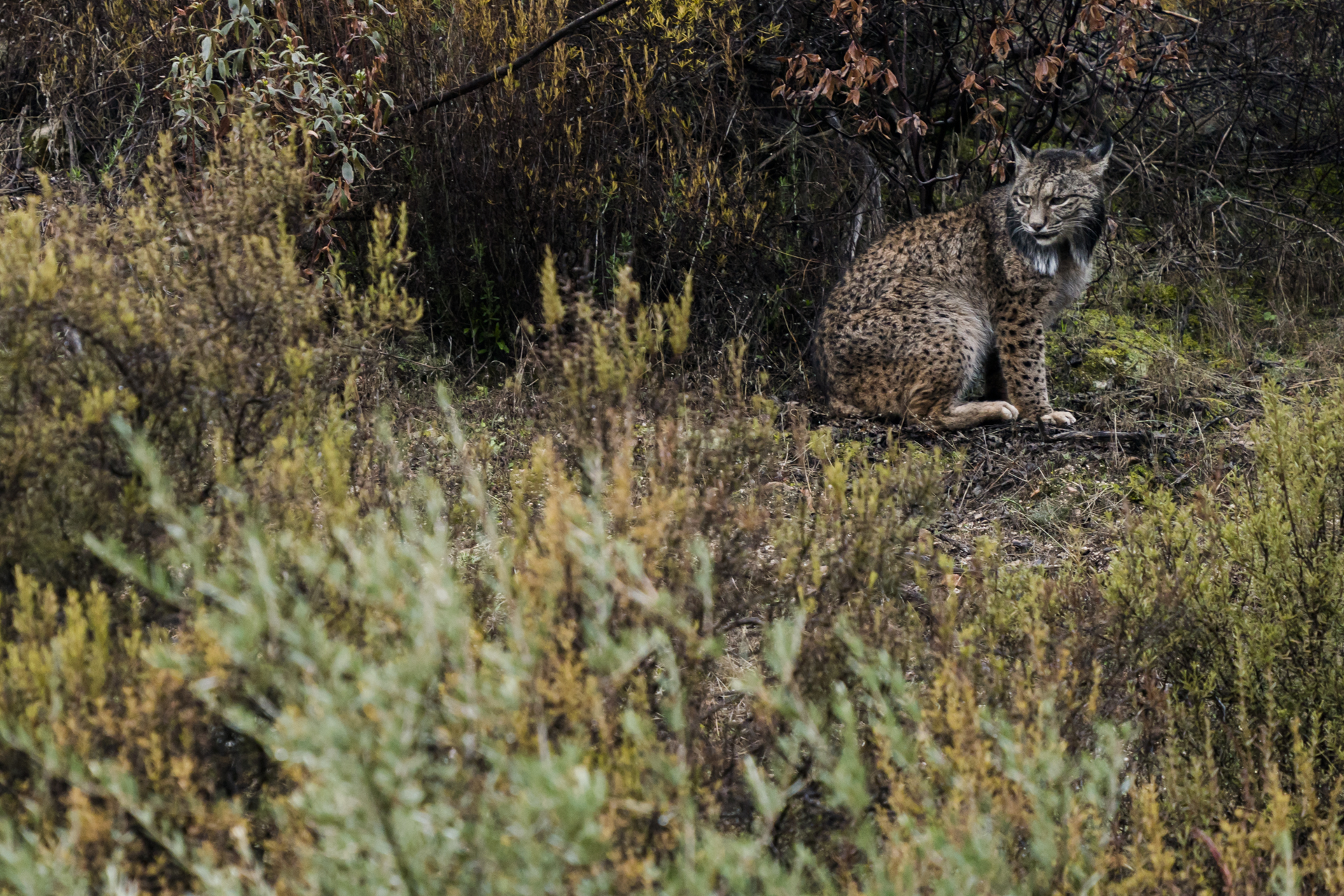  The rarest cat in the world, an Iberian lynx.&nbsp; 