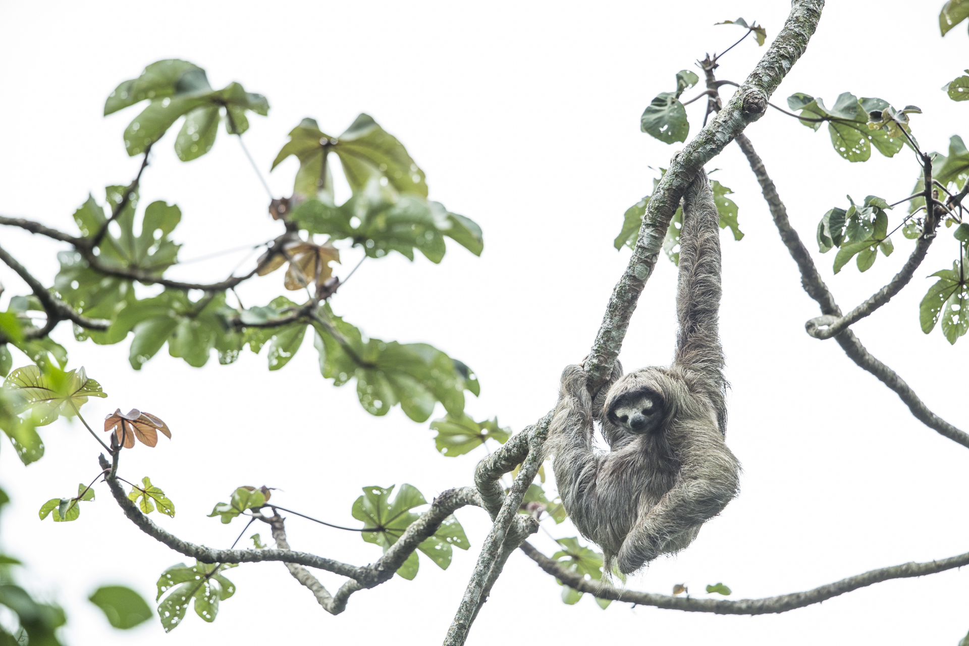  A sloth hangs out in a Cecropia.&nbsp; 