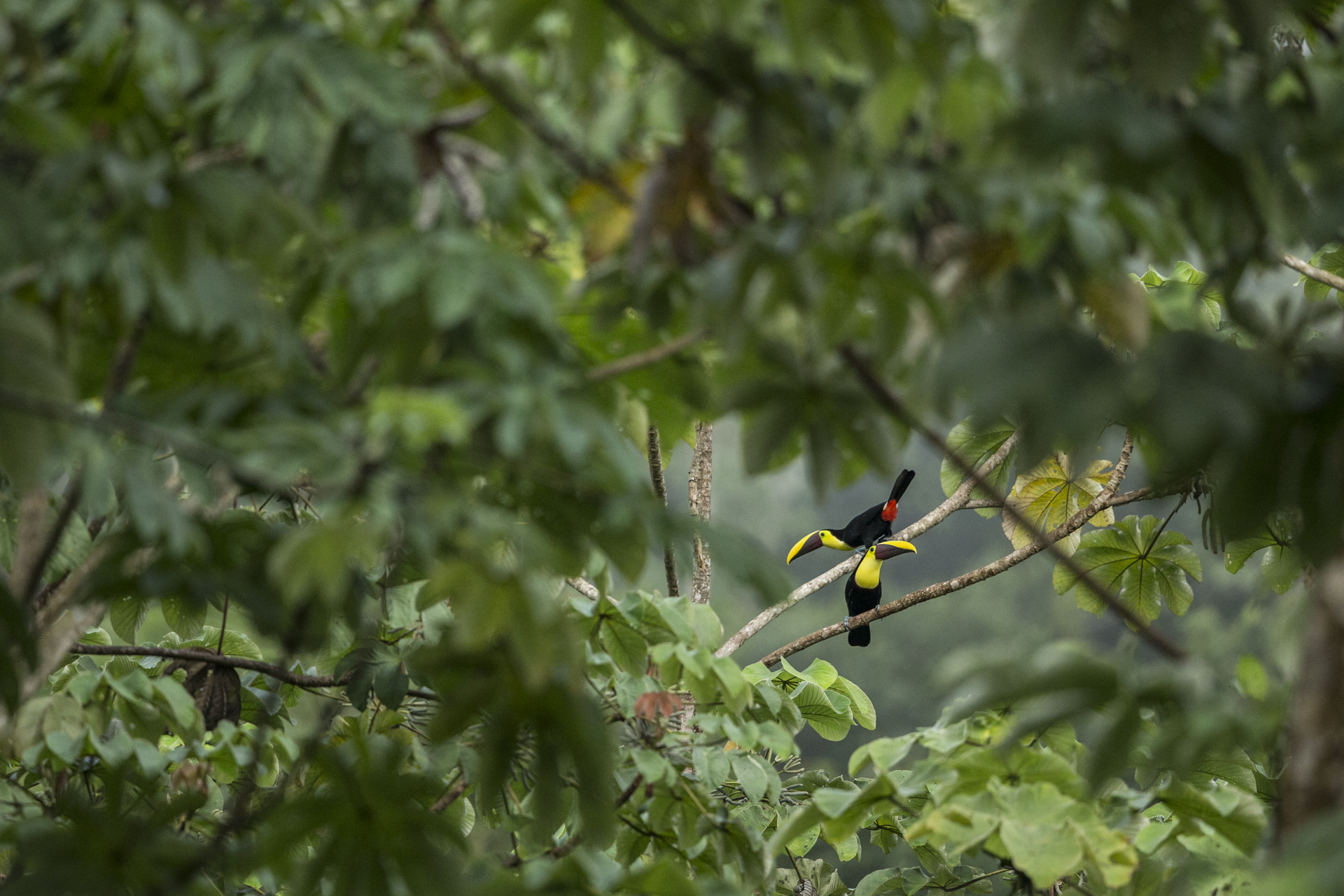  Toucans call out in the Panamanian forest.&nbsp; 