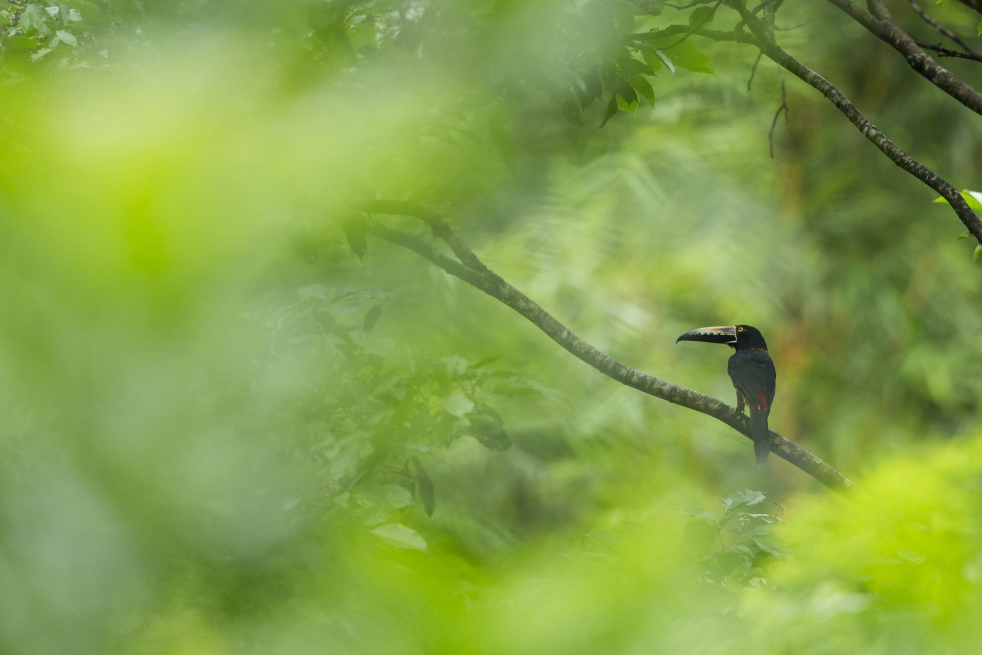  An aracari perches in Panama. 