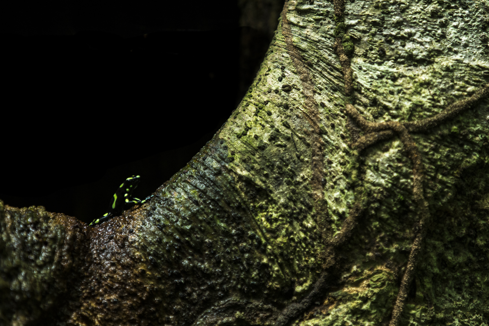  A green and black dart frog, sits in a tree hole. 