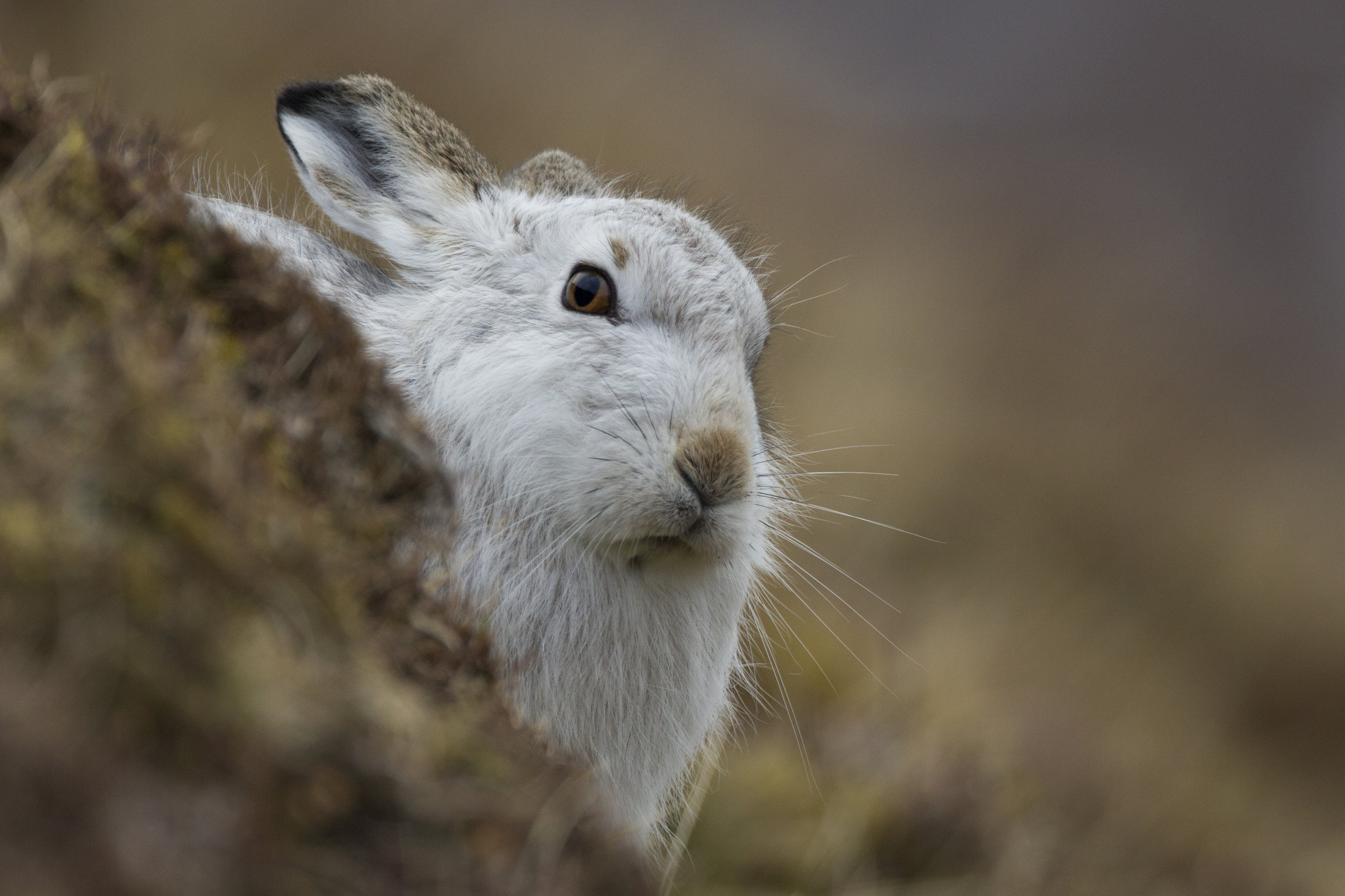  A mountain hare stands out against the hillside. Changing to white fur in winter is perfect for camouflage but only when there is snow.&nbsp; 