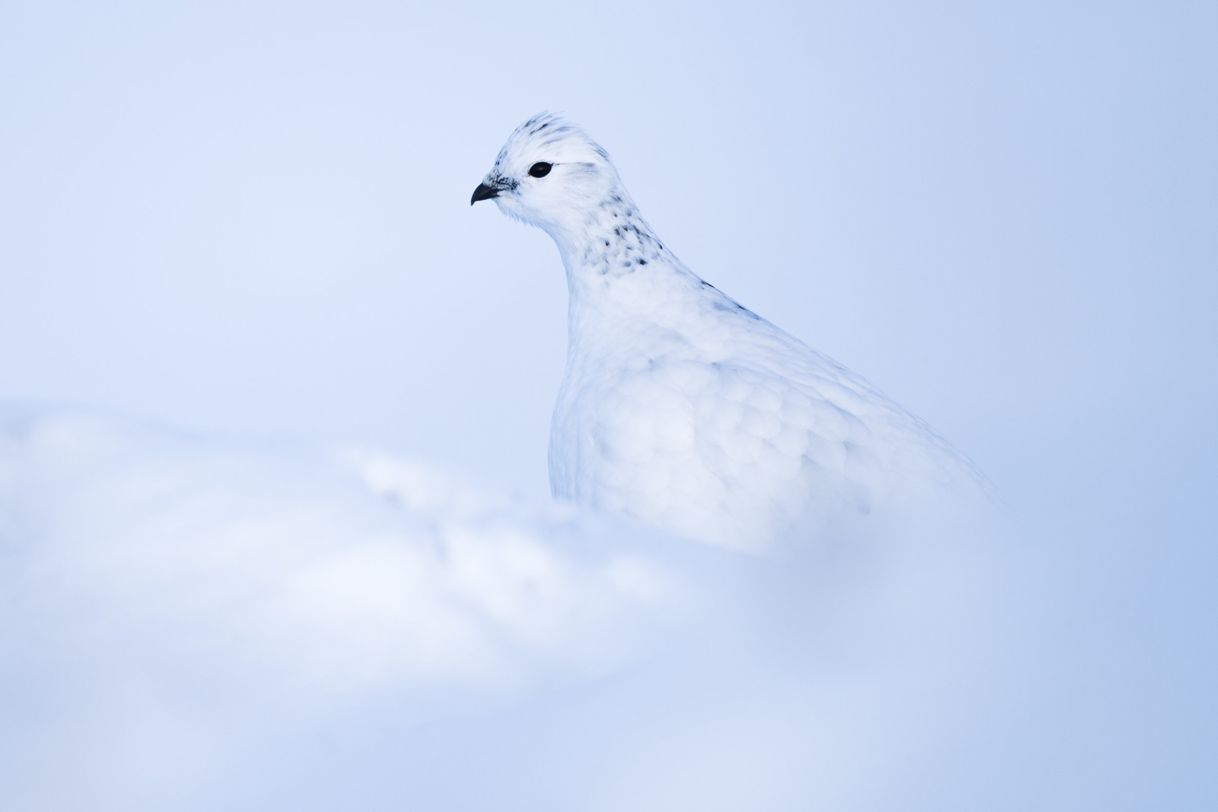  A ptarmigan amongst the snow. 