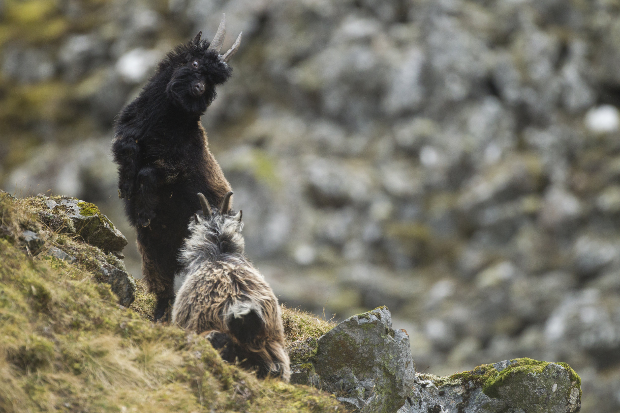  Wild mountain goats play fight in the Cairngorms. 