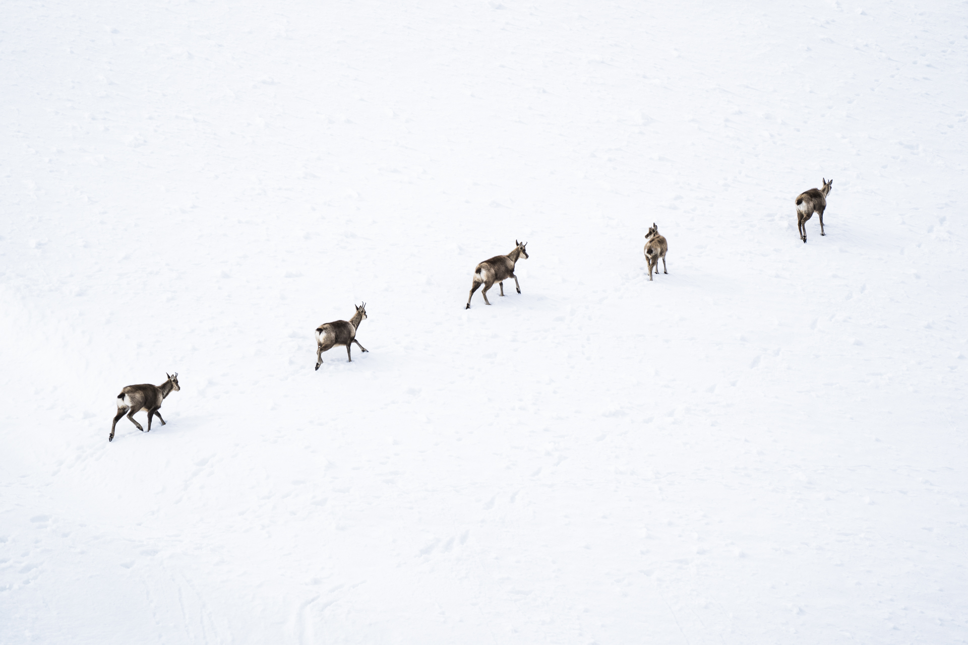  A quintet of chamois walk across a snowy slope.&nbsp; 