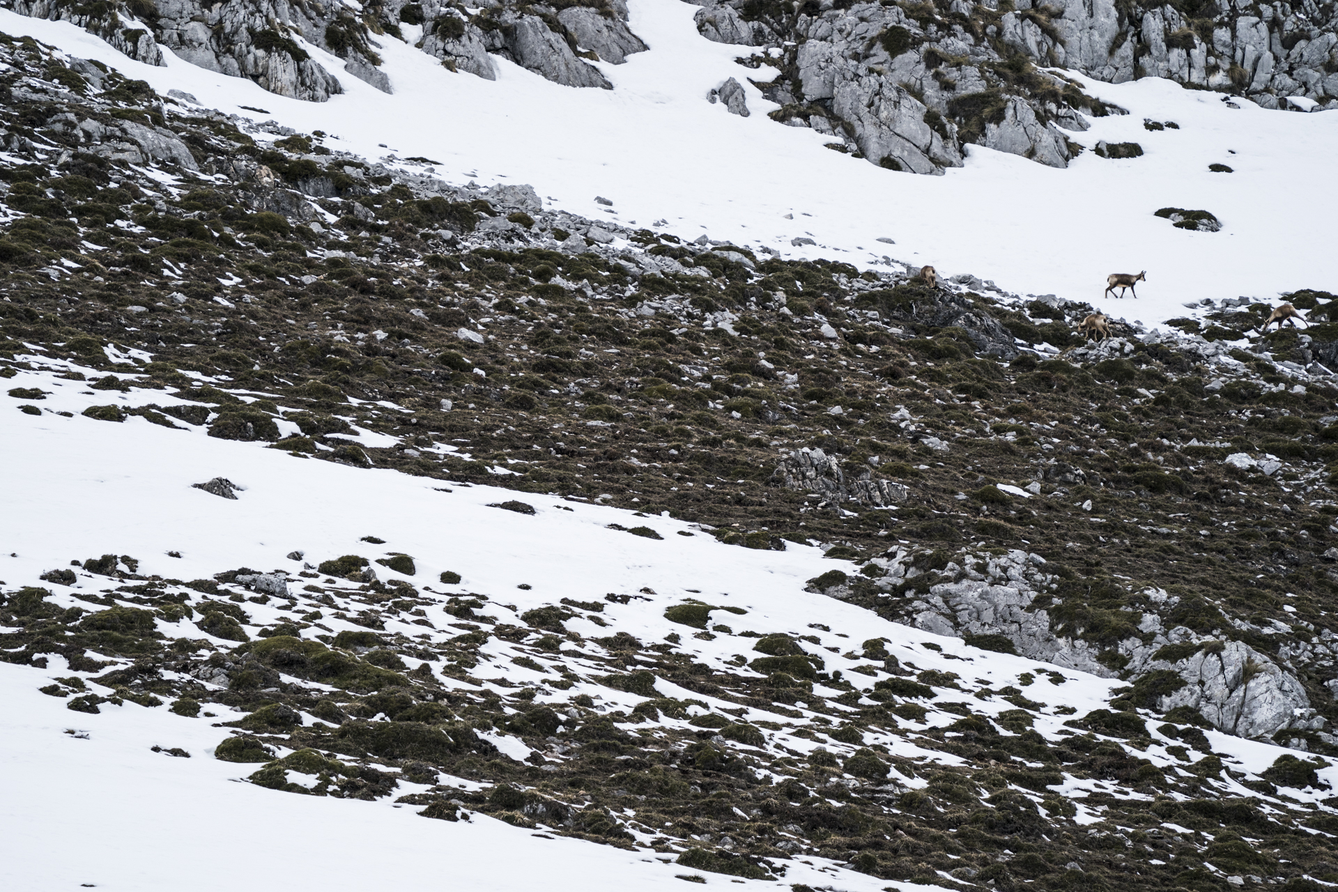  Chamois graze on the lichen covered scree.&nbsp; 