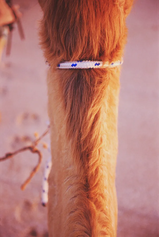 Aslan, Cable Beach WA.jpg