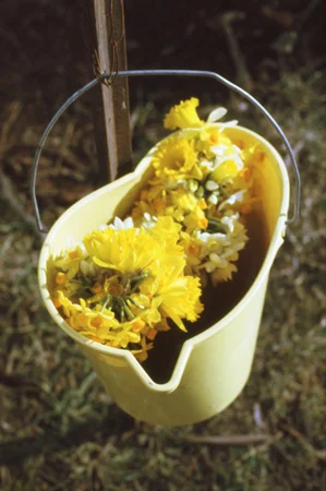 Daffodils.jpg