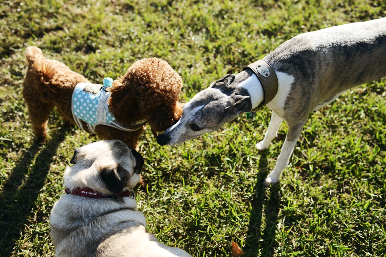 PDG_NorthMelbourne_ClaytonReserveDogPark_2980.jpg