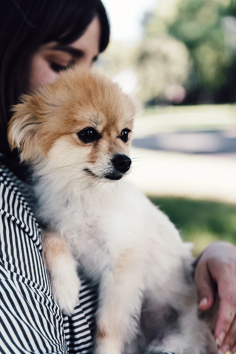 Hoyne_StJames_Dog_2009.jpg