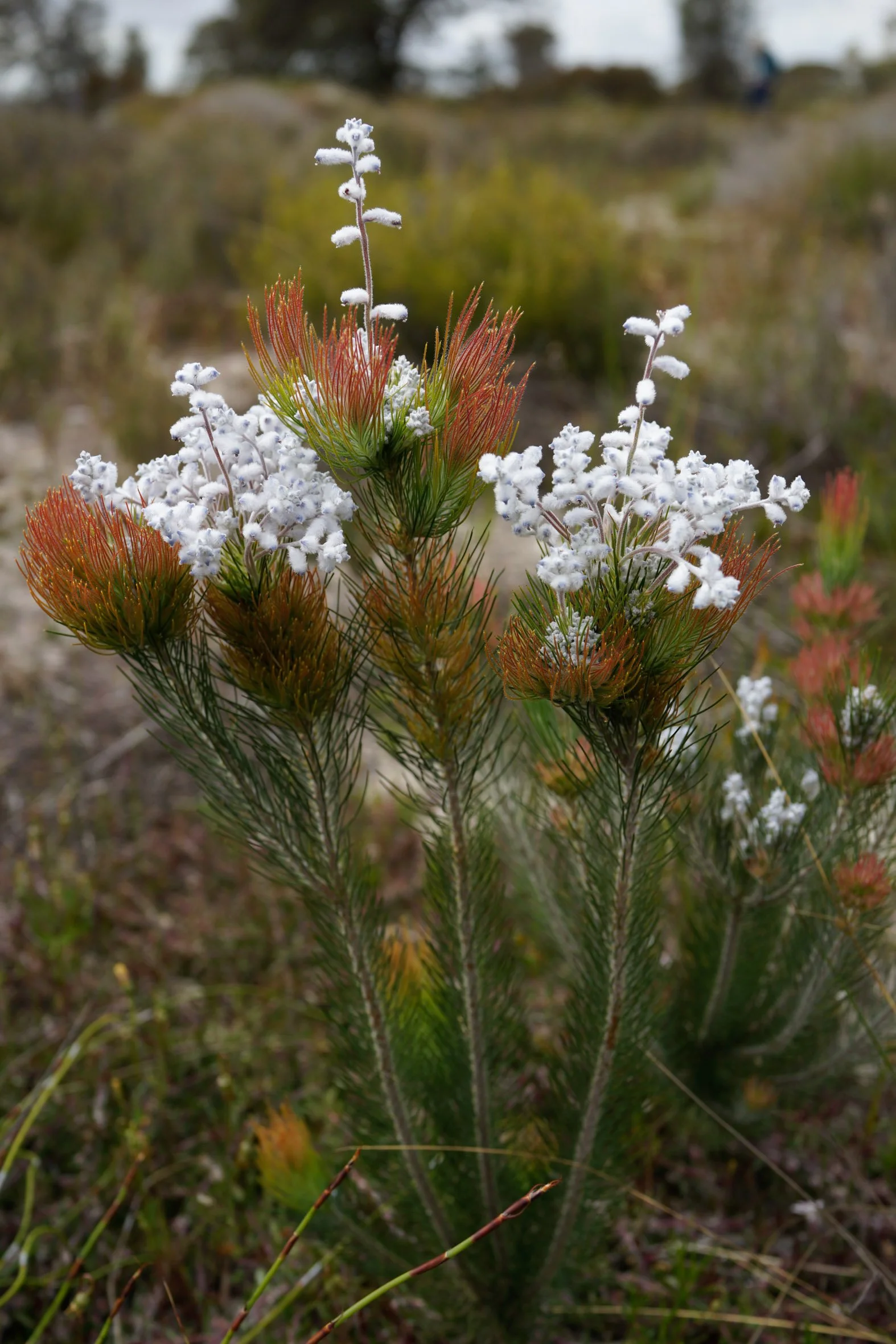 P&MBrown_FloraSurvey_Saturday_0037.jpg