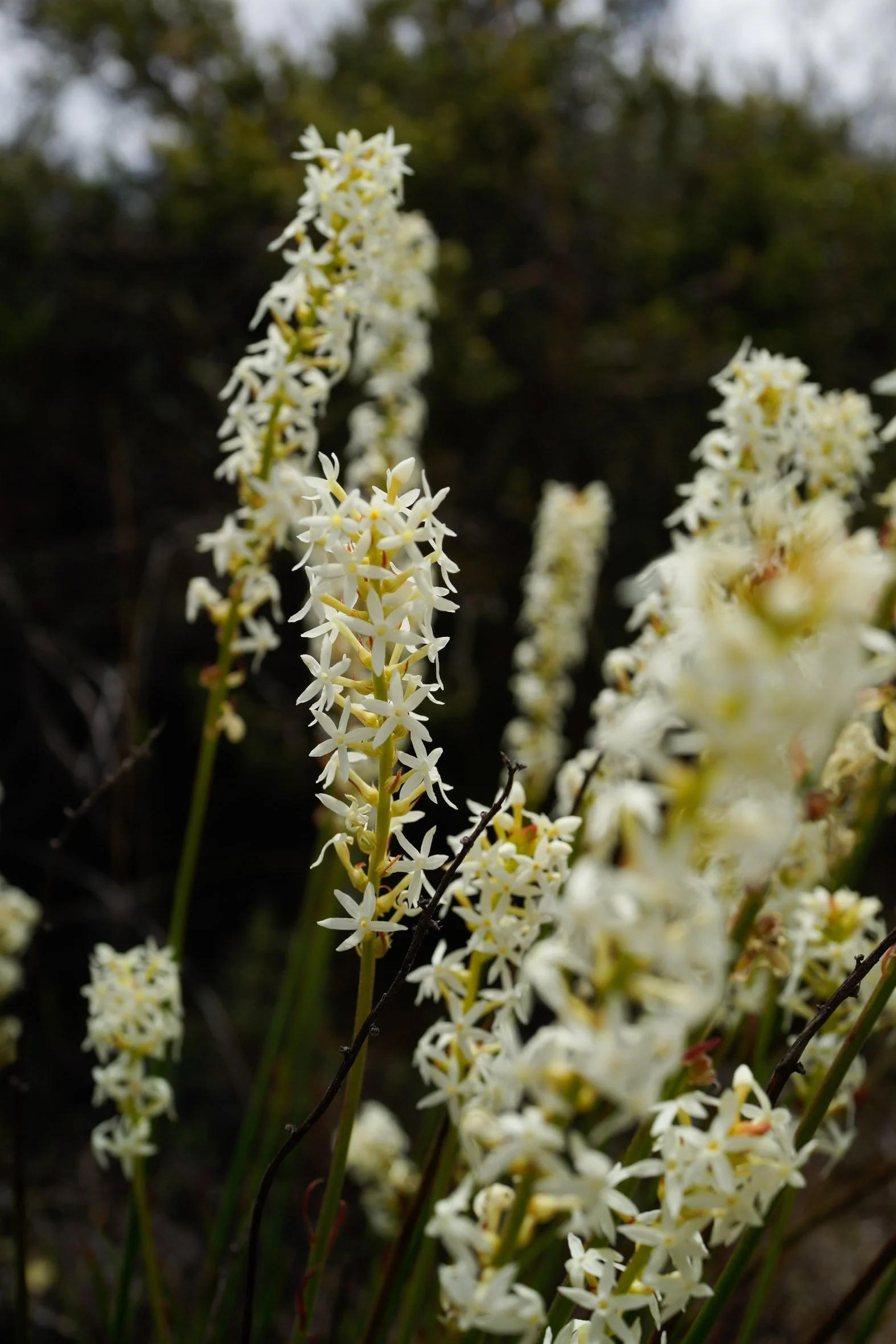 P&MBrown_FloraSurvey_Saturday_0785.jpg