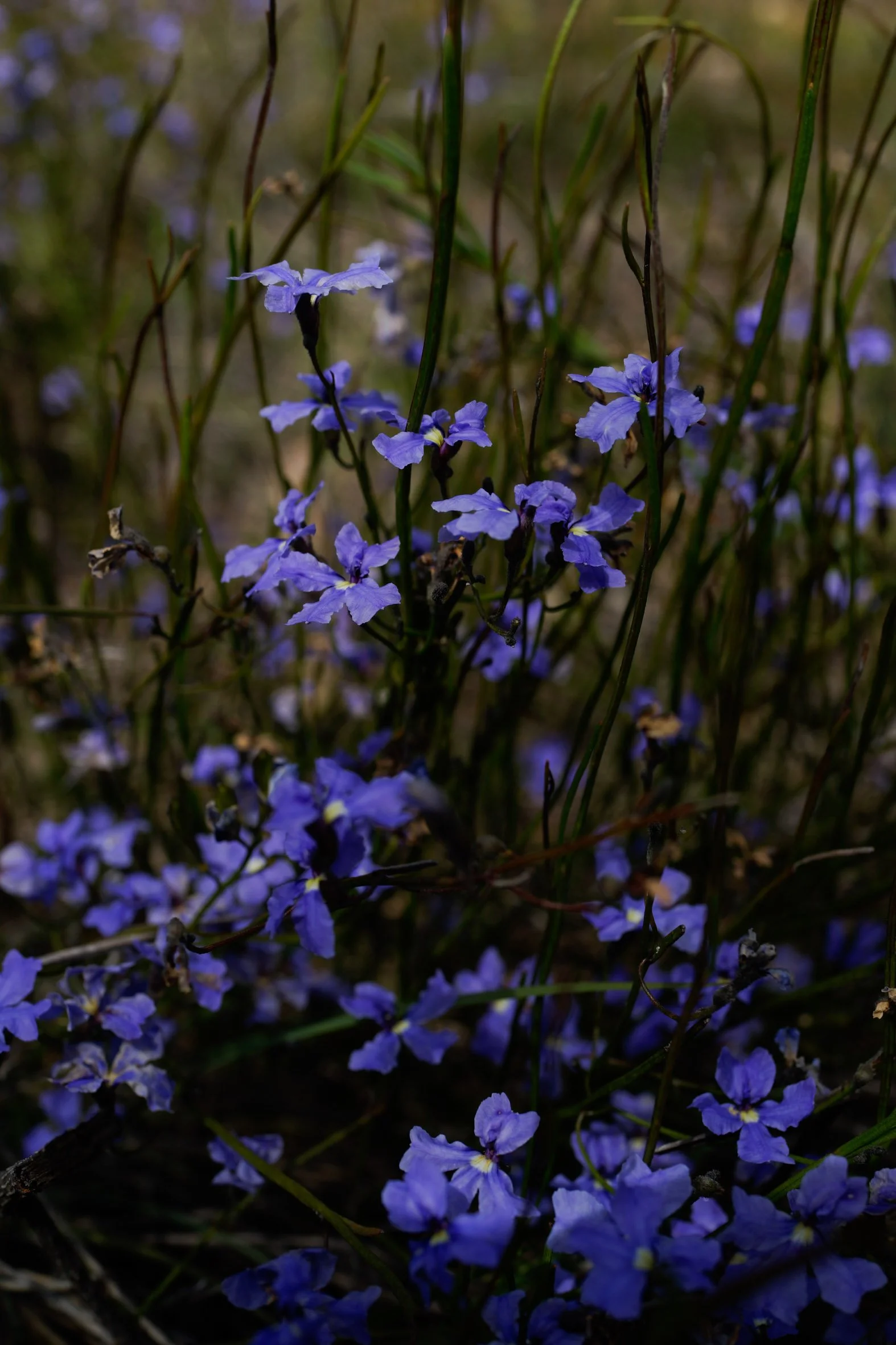 P&MBrown_FloraSurvey_Sunday_149.jpg