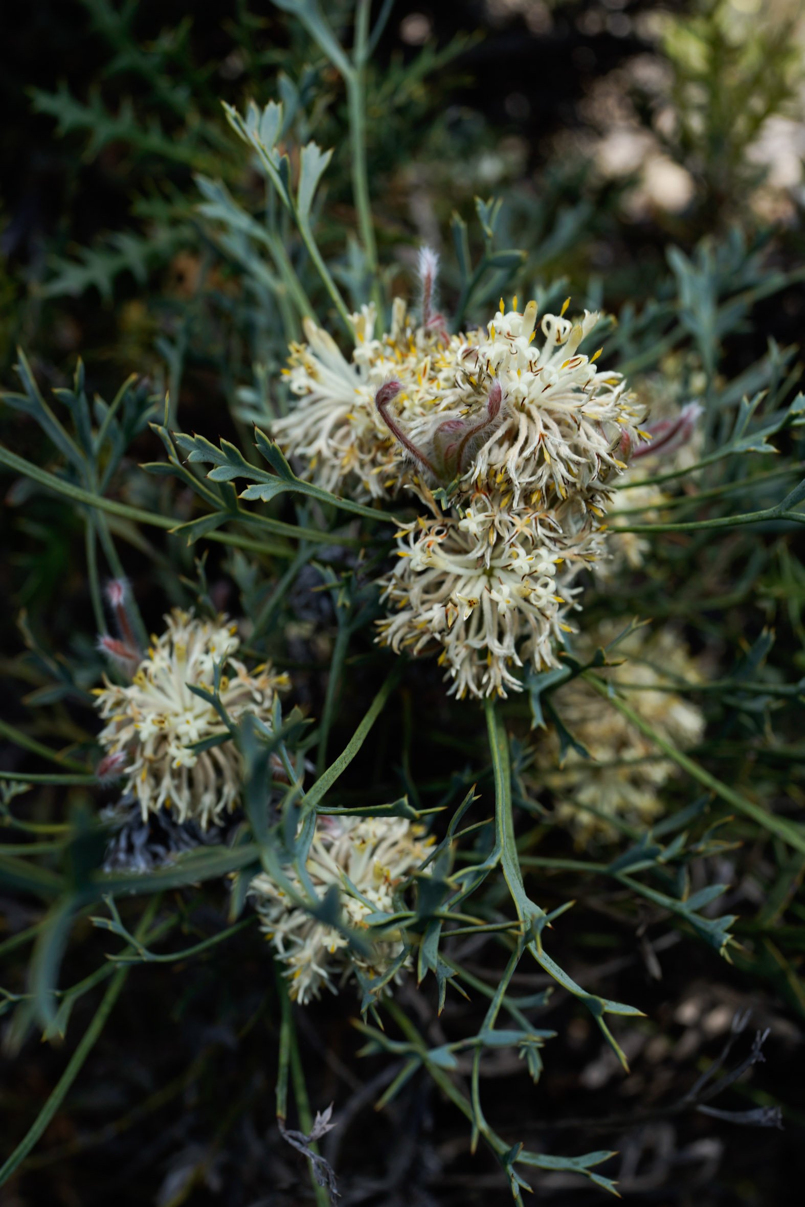 P&MBrown_FloraSurvey_Sunday_210.jpg