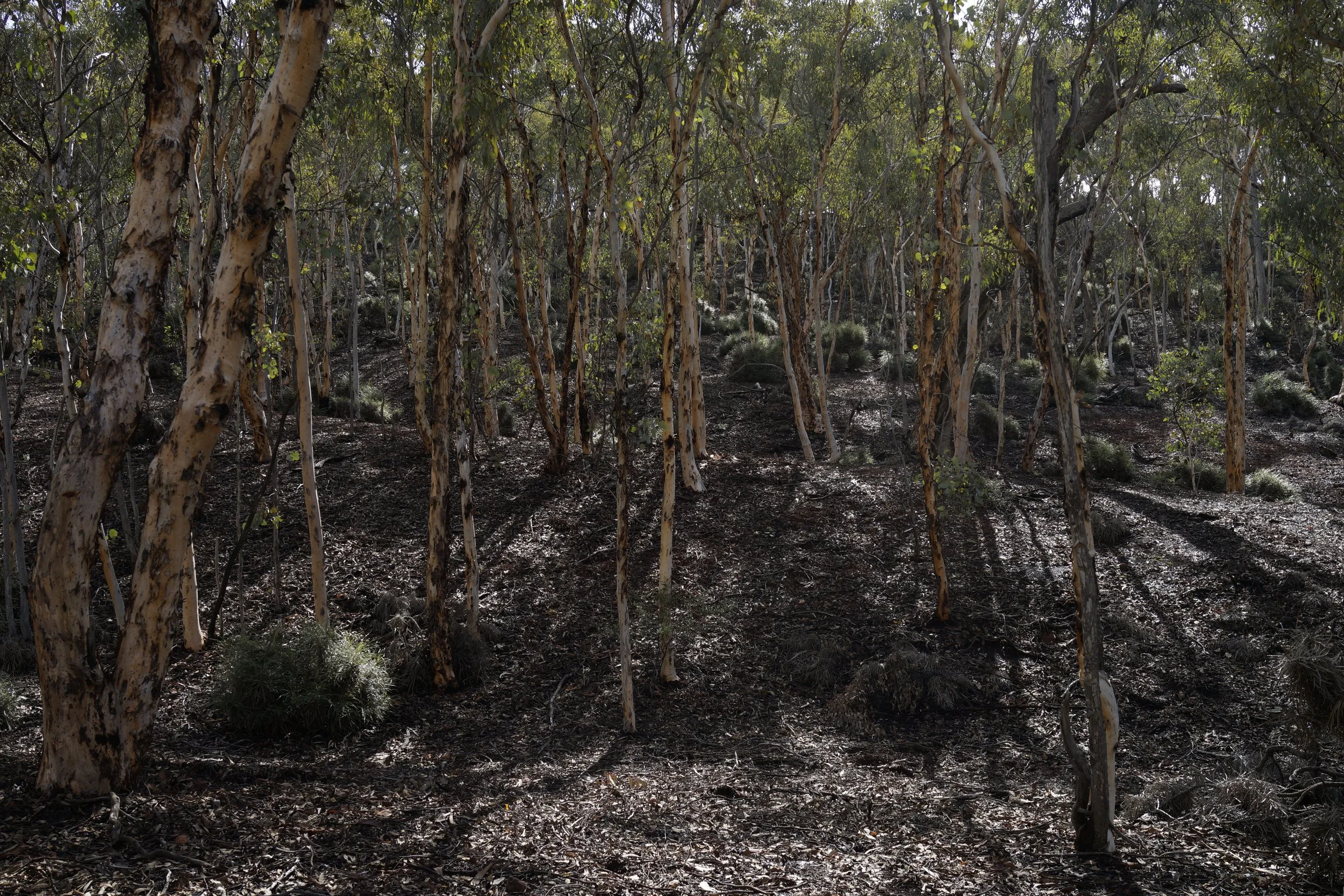 DryandraWoodland2022_095.JPG