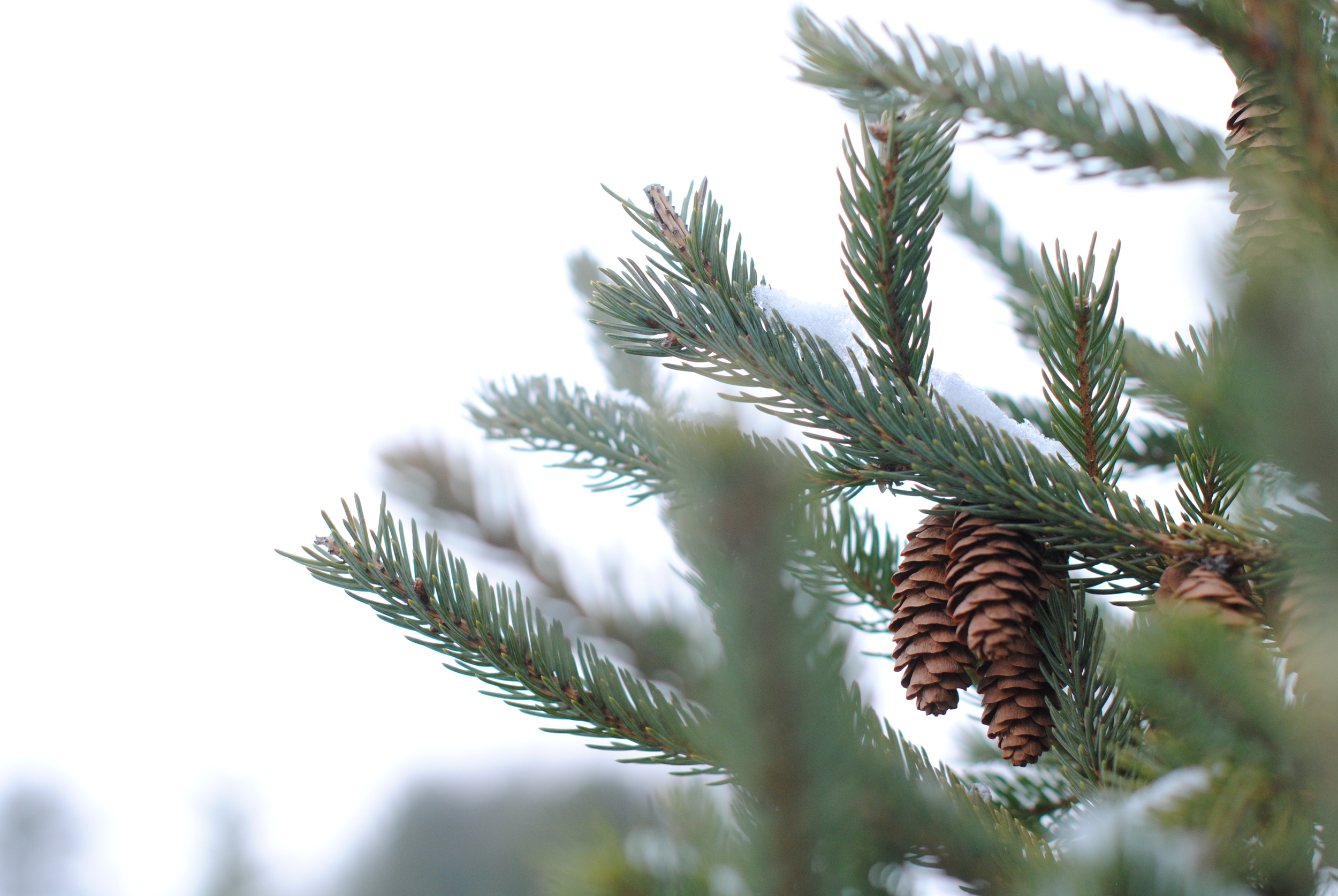Pinecones at a christmas tree farm in WI.