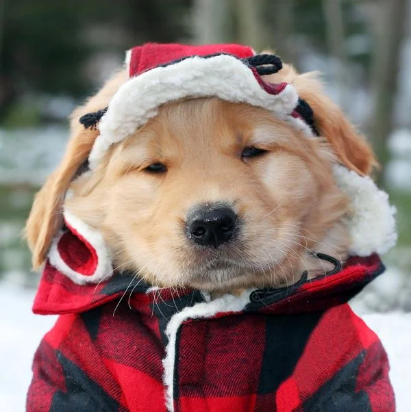 puppyinacoat1864.jpg