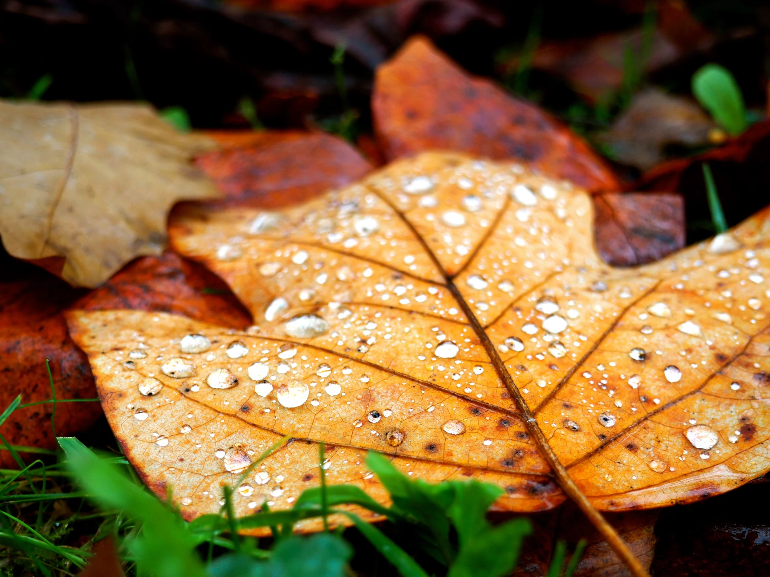 Autumn Rain