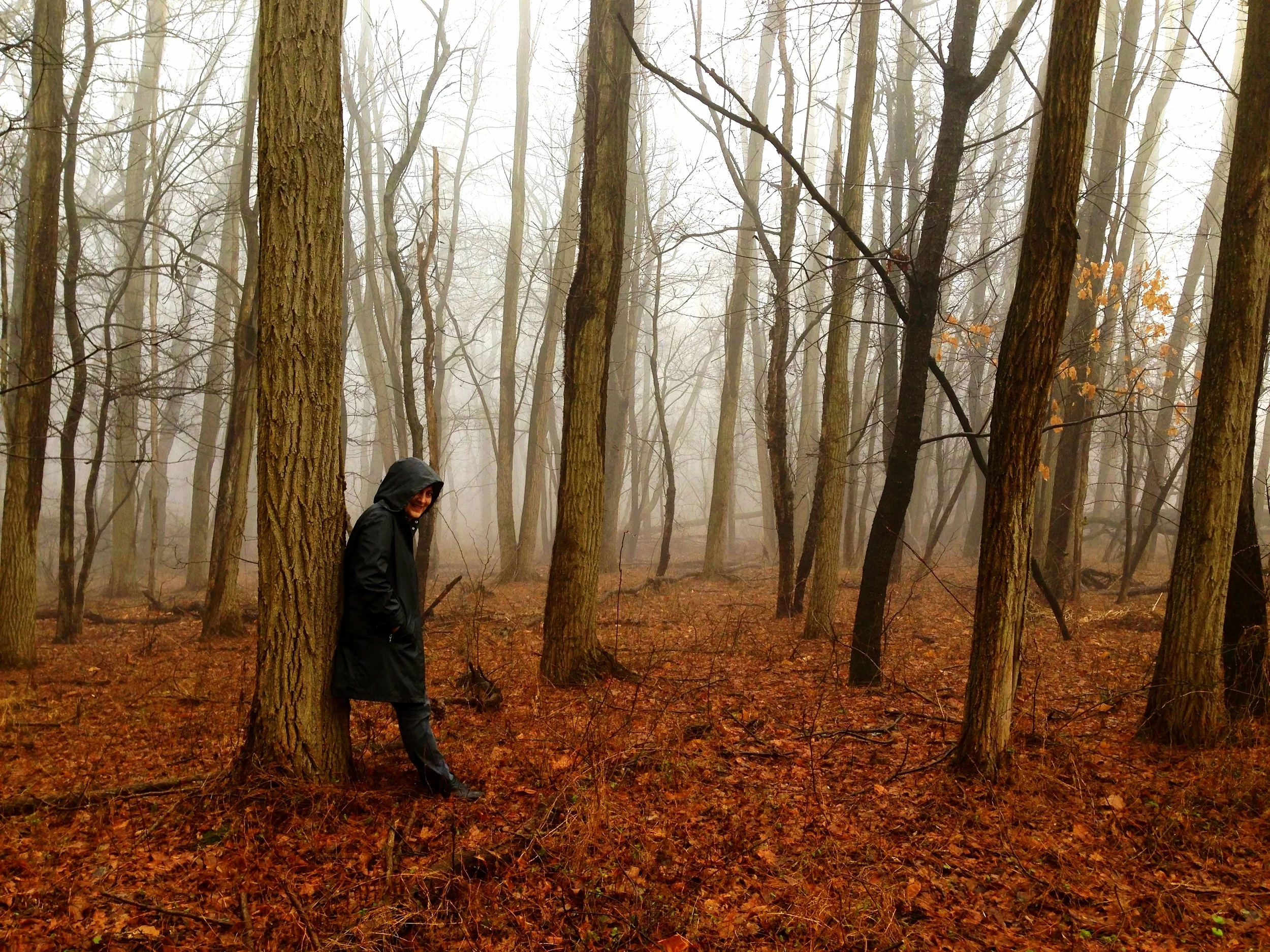 Foggy Woods