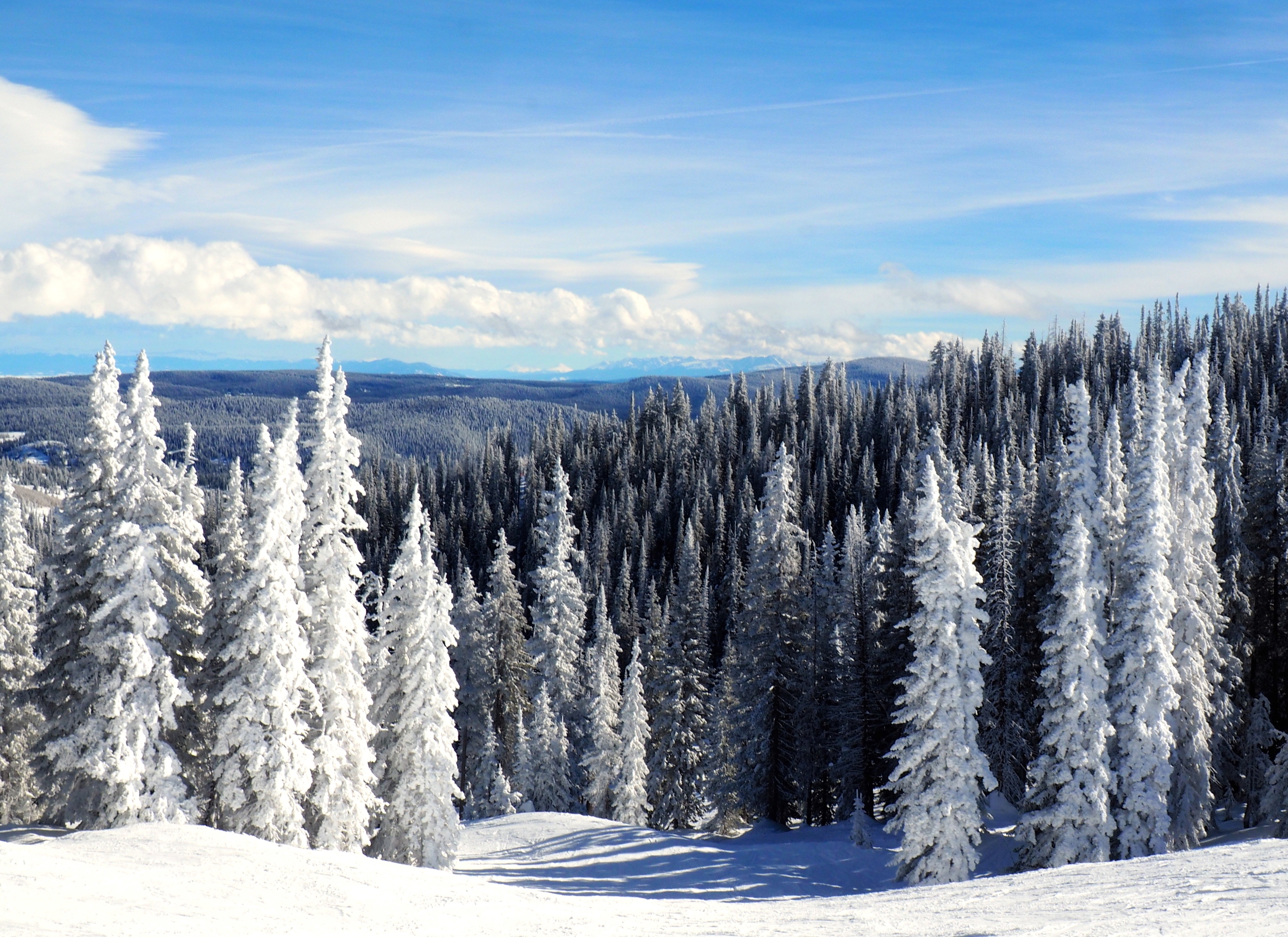 Winter Wonderland