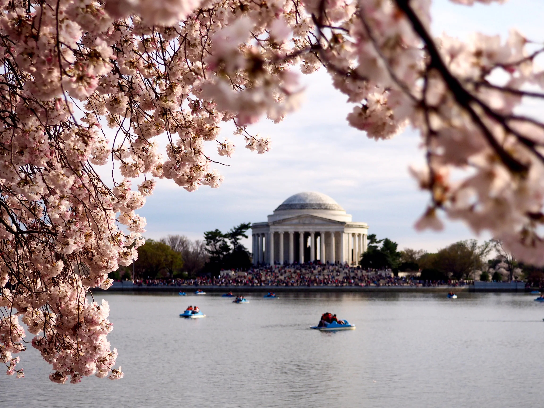Cherry Blossoms
