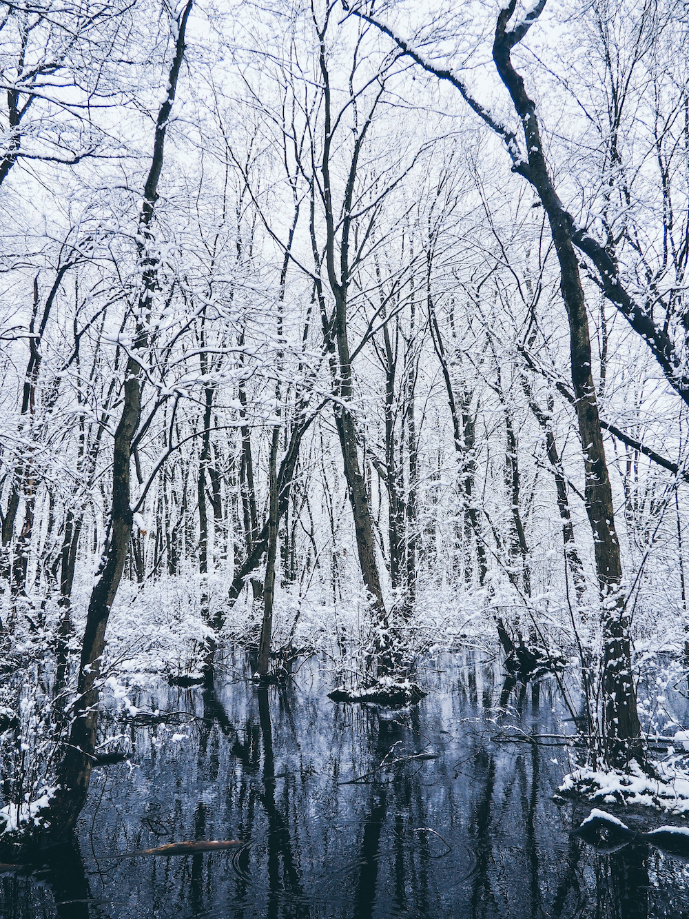 Magical Woods