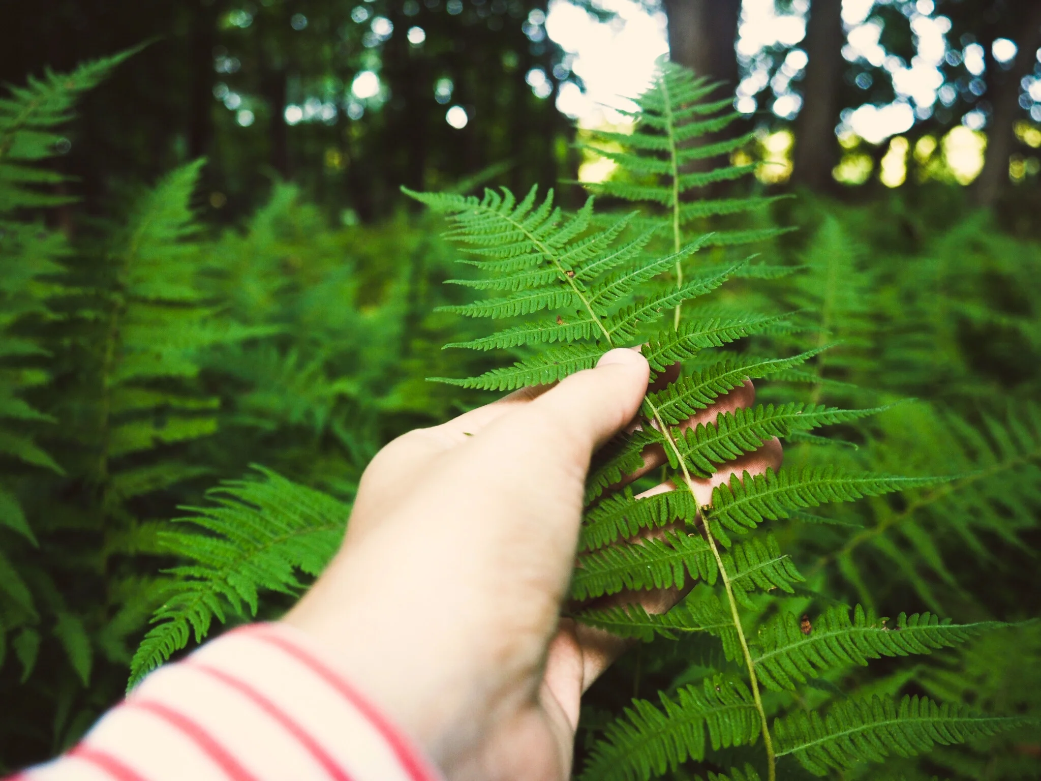 fern in hand.jpg