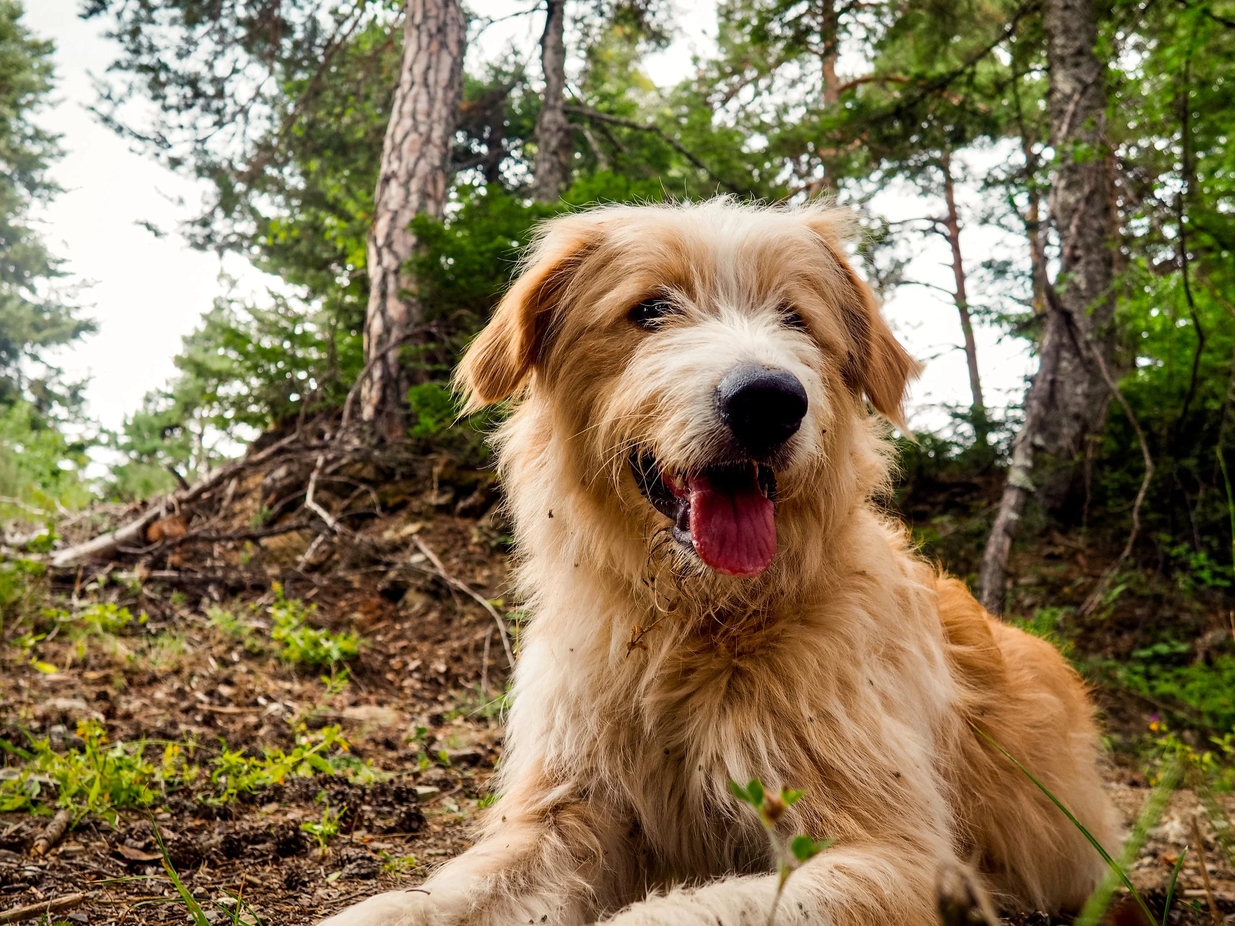 Happy Nature Guide
