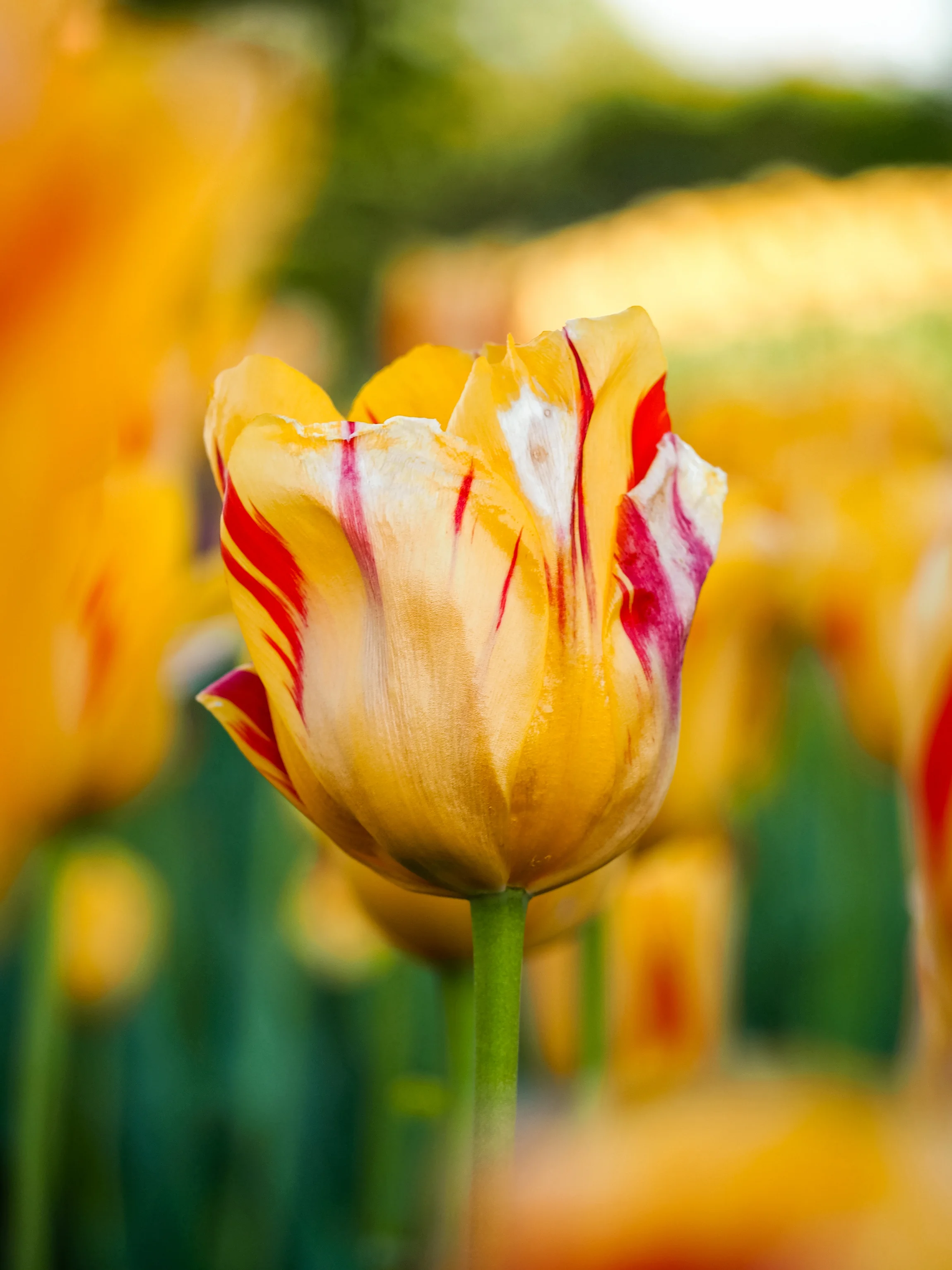 Yellow Tulip