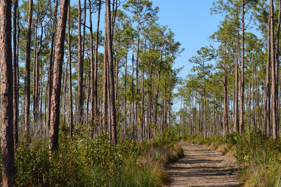 long_pine_key_trail.webp