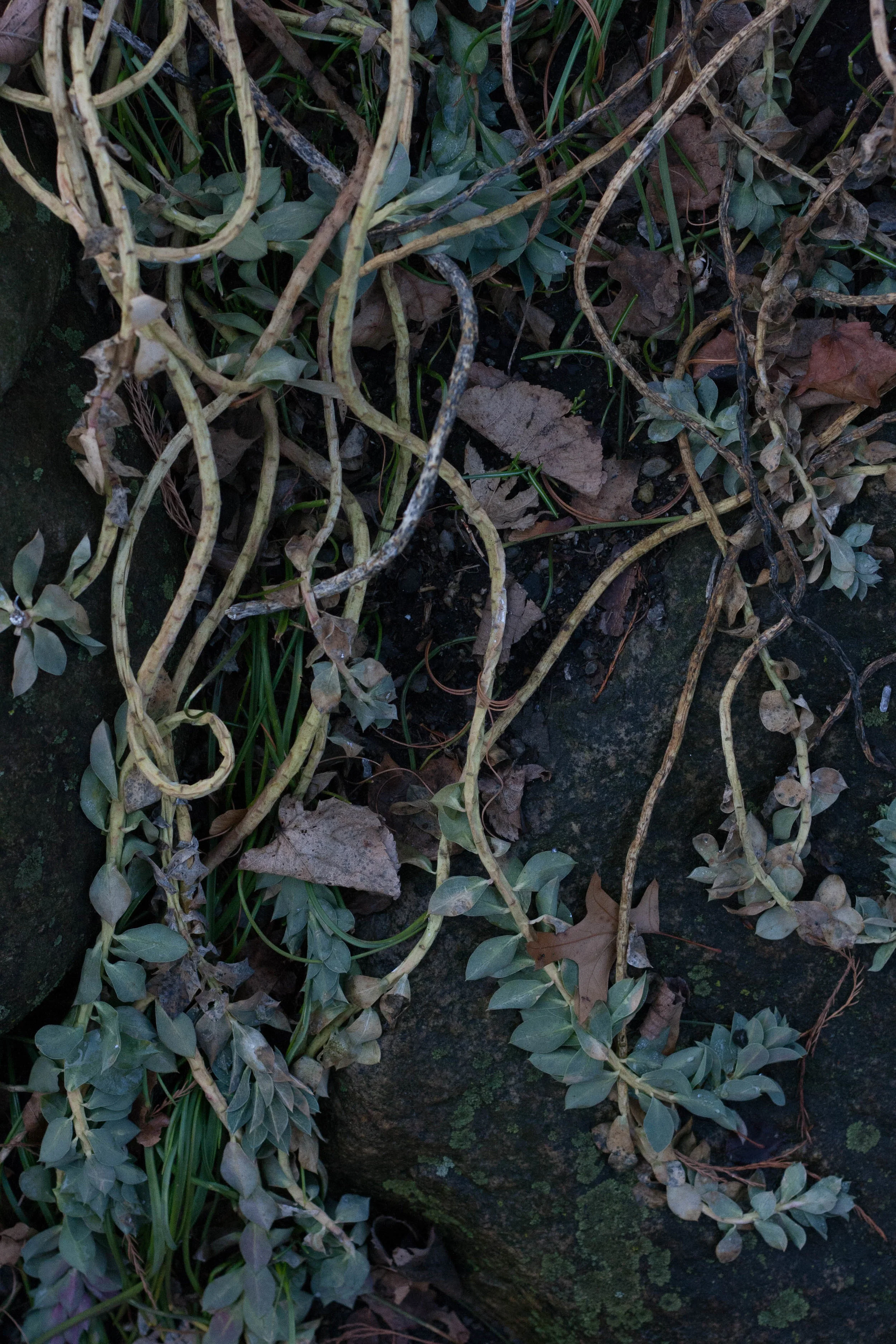 2.18_BotanicGardens (15 of 24).jpg